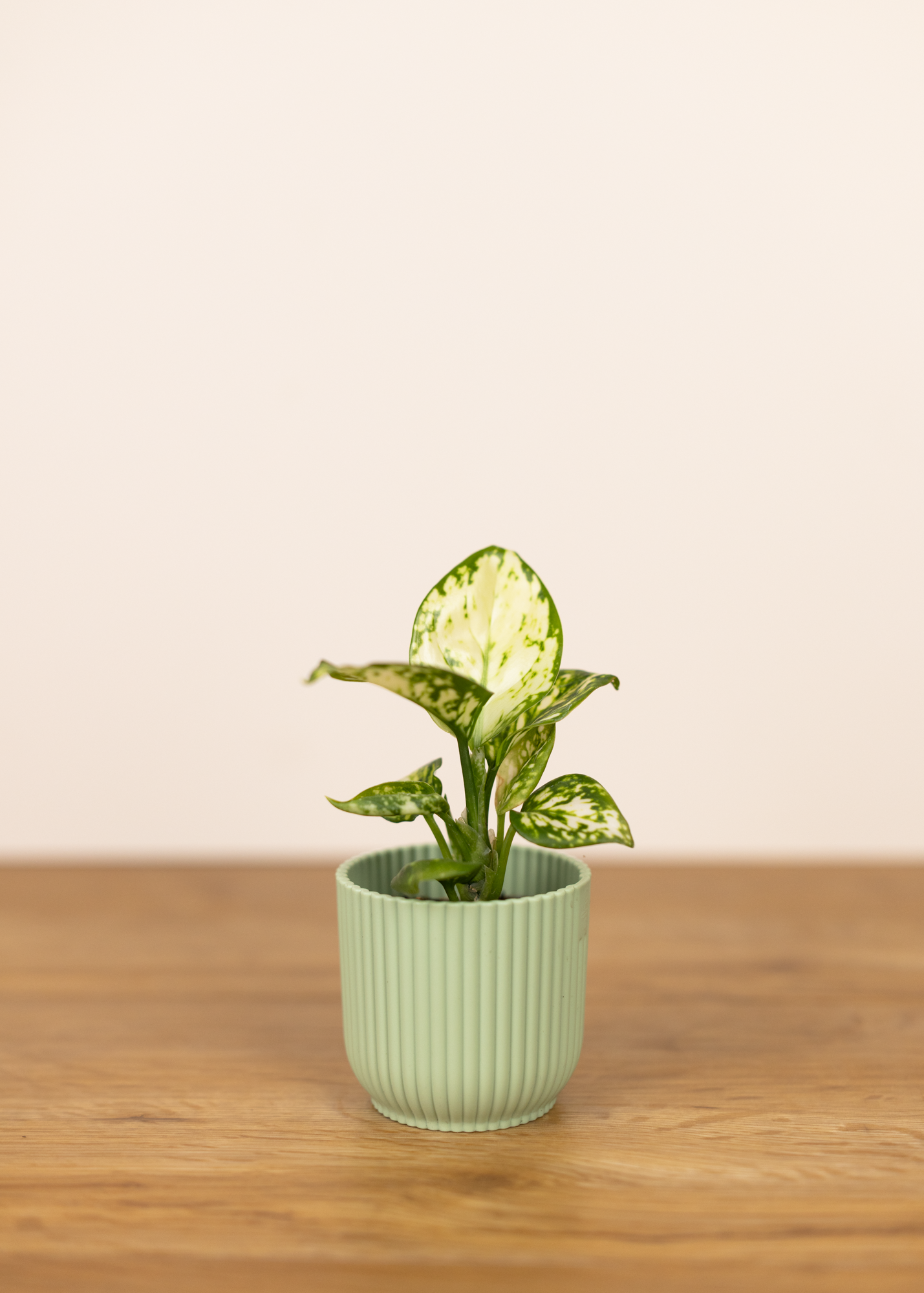 Aglaonema anyamanee white xs