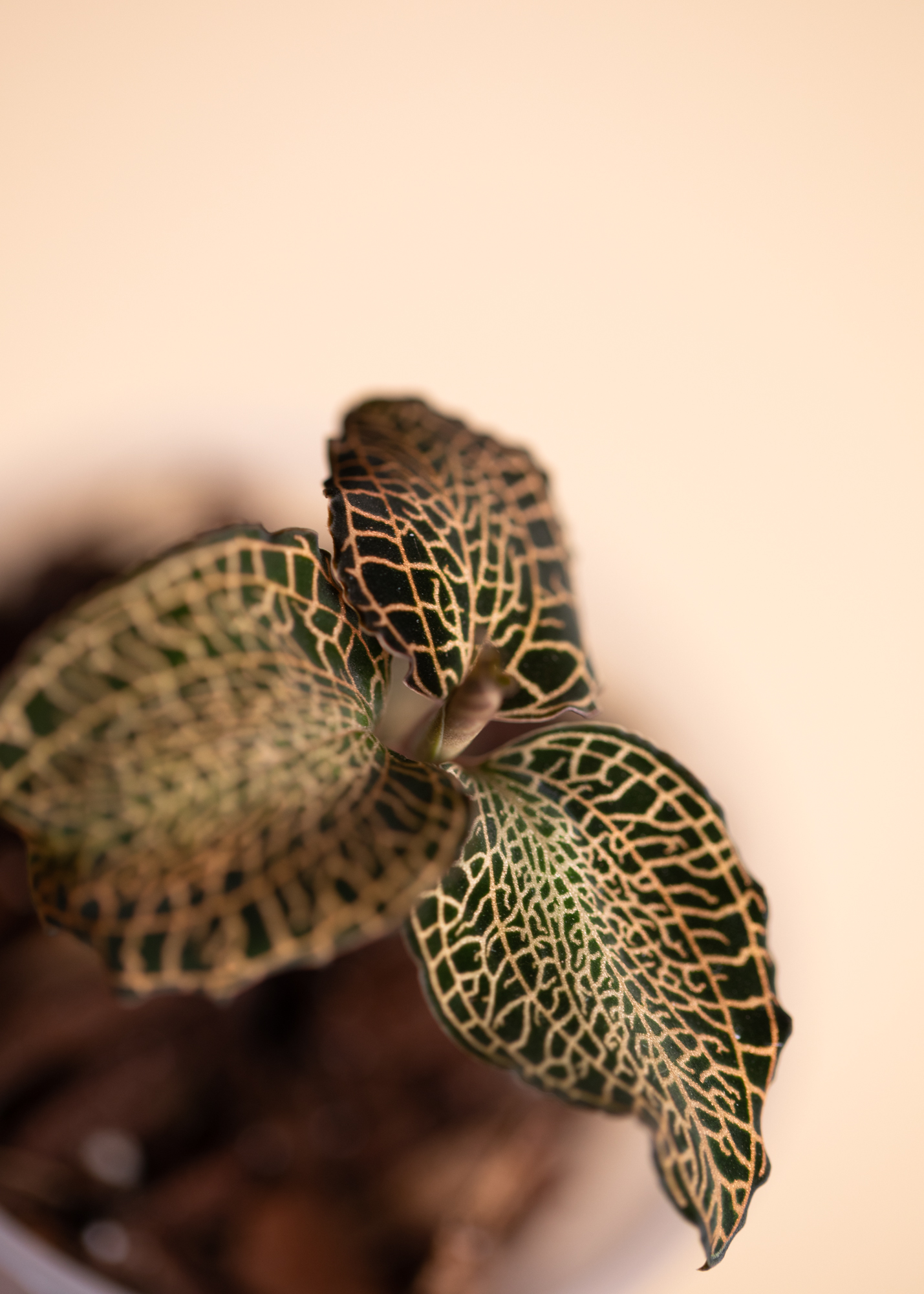 Anoectochilus Roxburghii