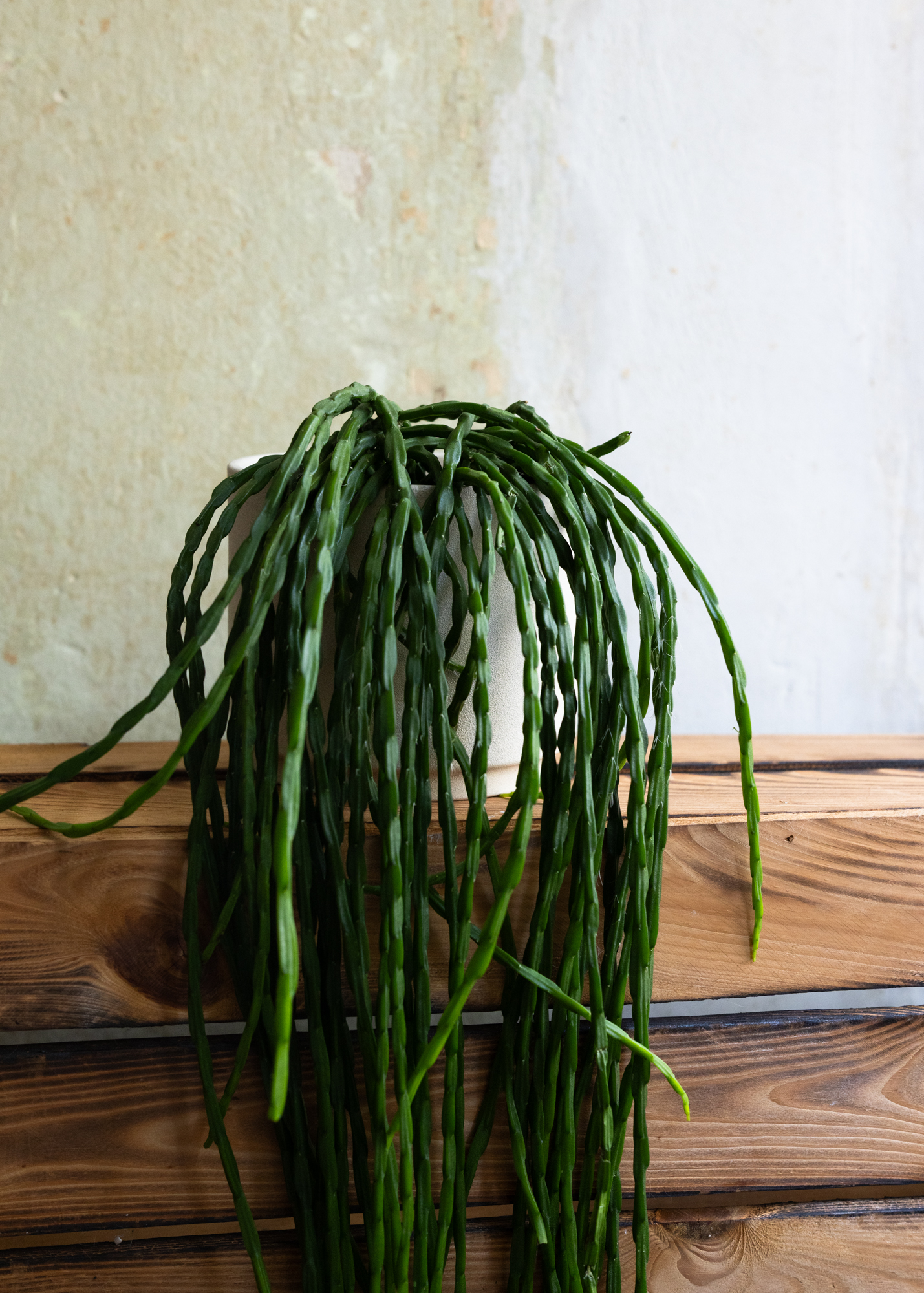 Rhipsalis paradoxa