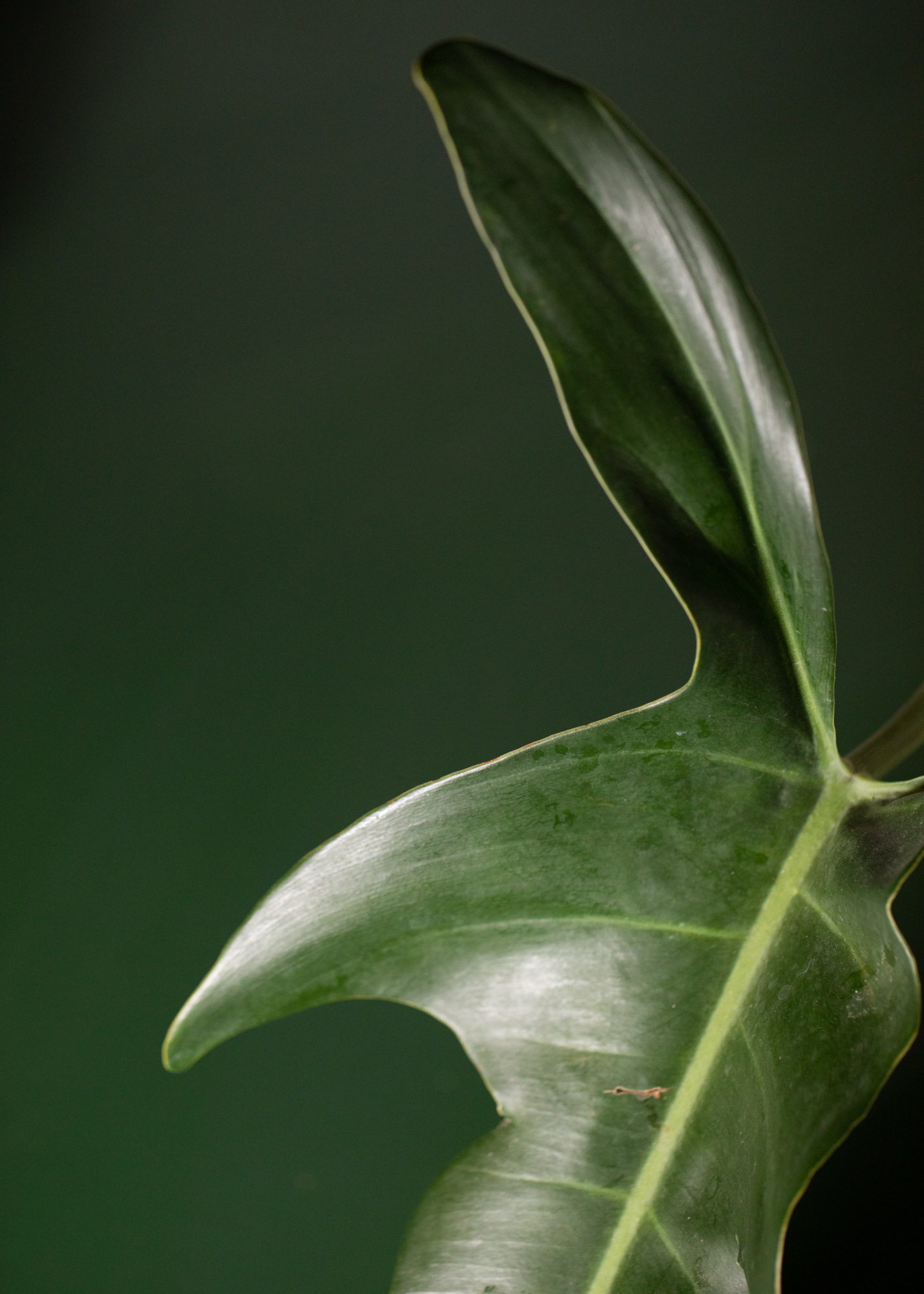 Philodendron Jerry Horne Philodendron Jerry Horne