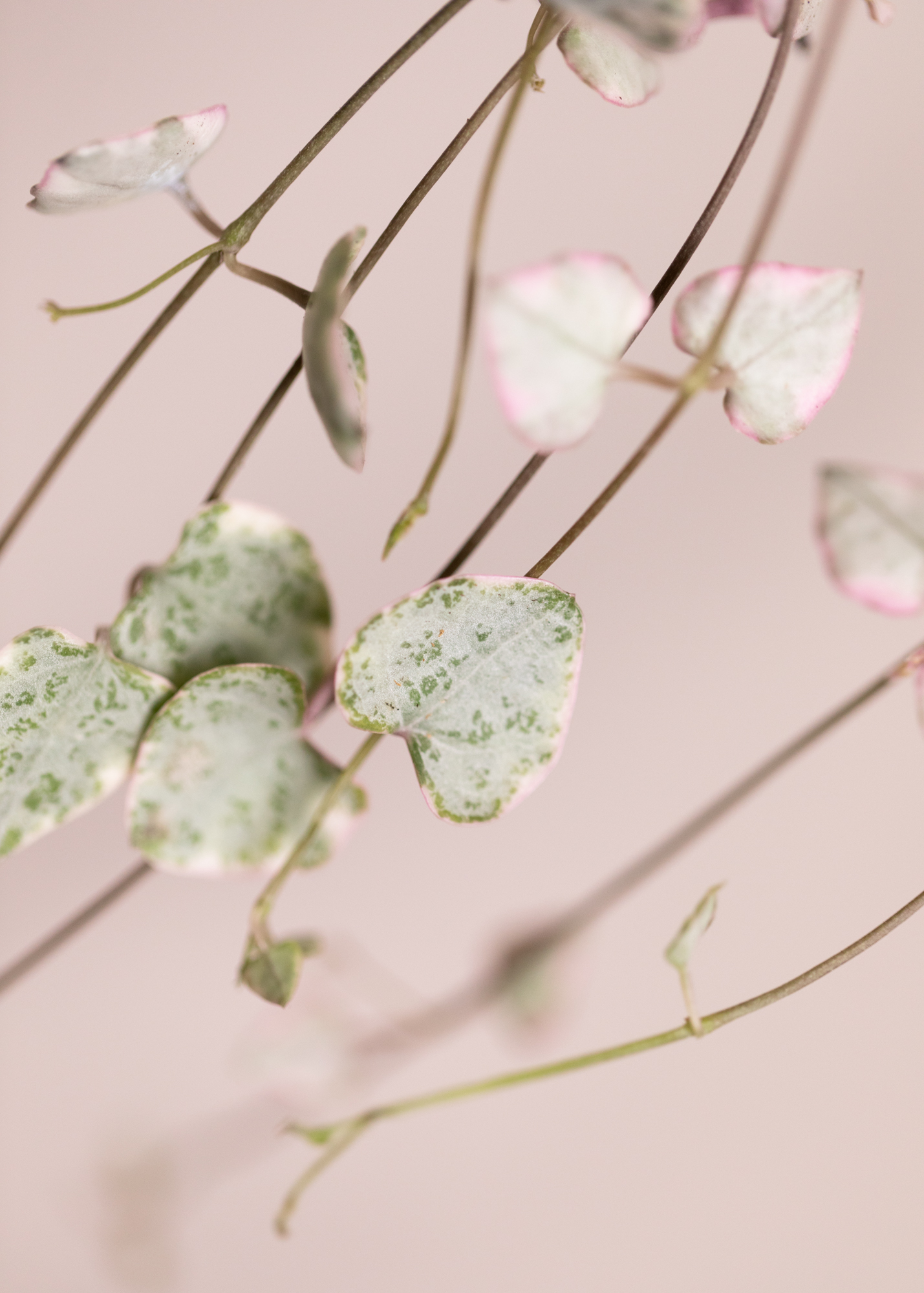 Ceropegia Woodii 'String of Hearts' Variegata