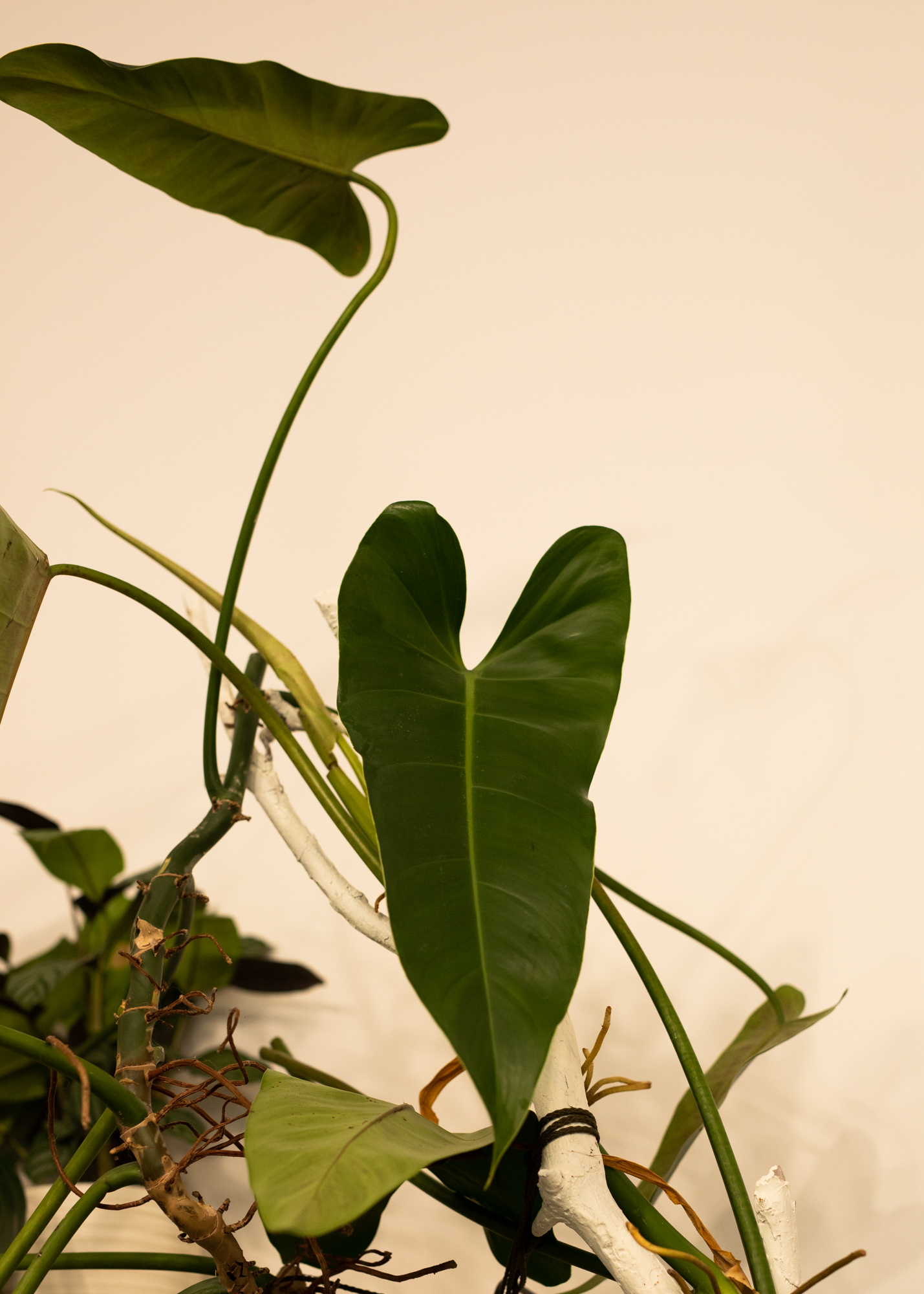 Philodendron Tuxtlanum Philodendron Tuxtlanum