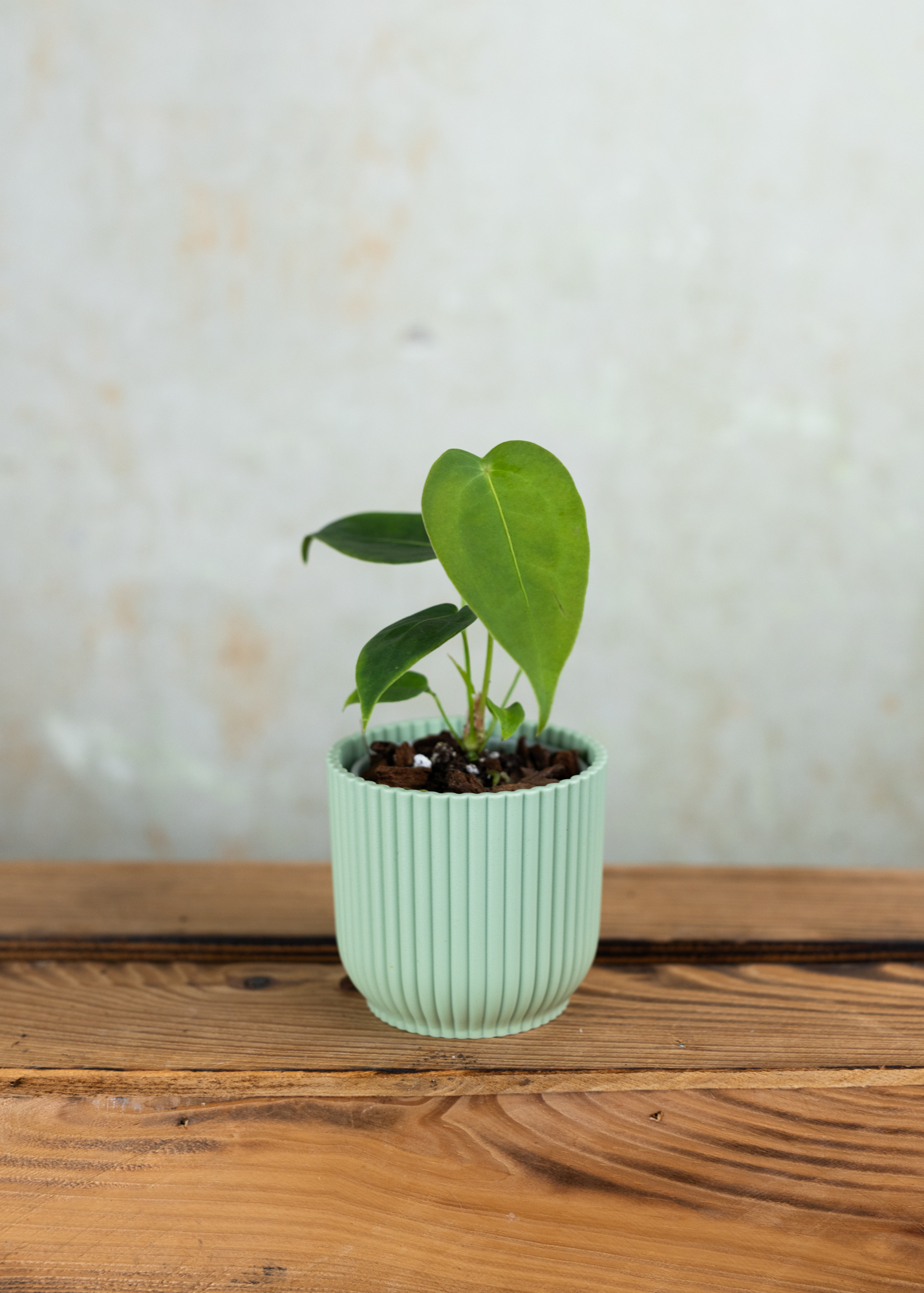 Anthurium peltigerum XS