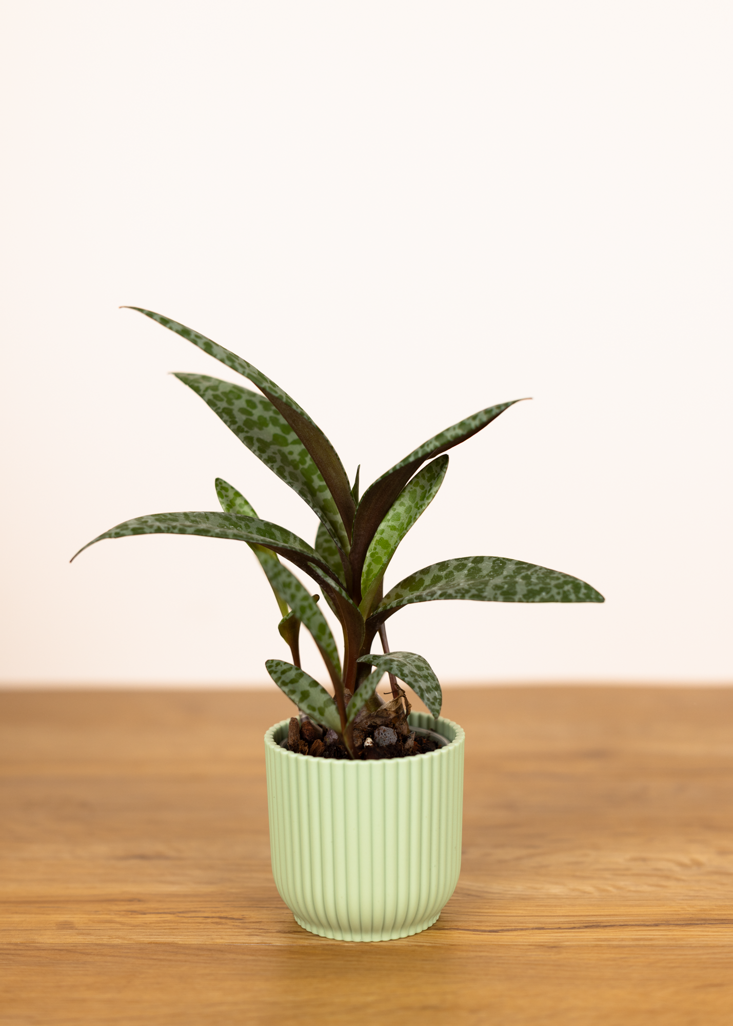 Ledebouria Socialis XS