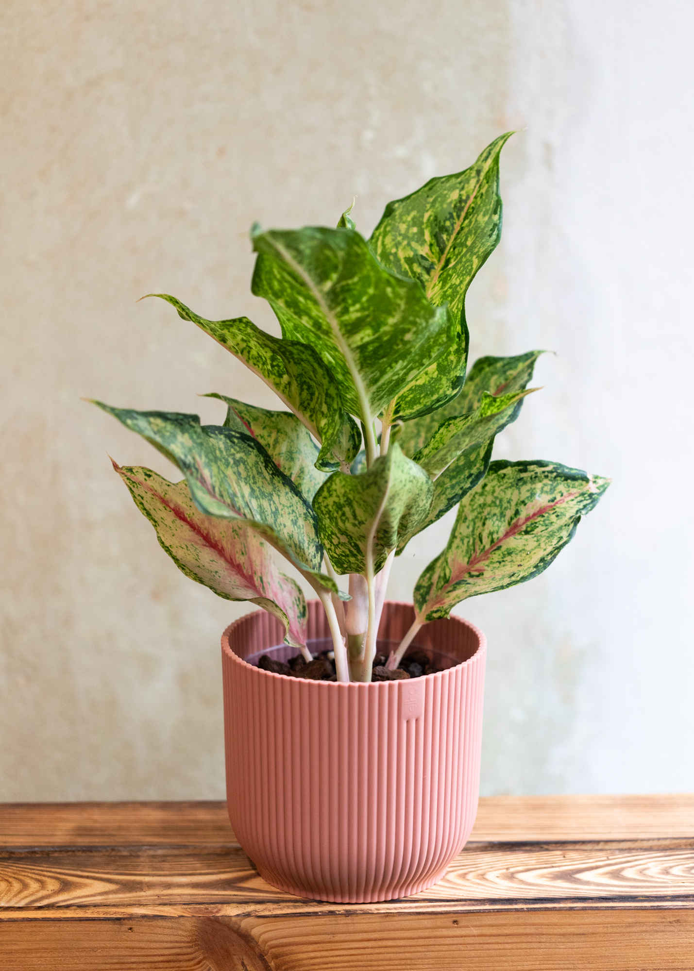 Aglaonema alexandrite