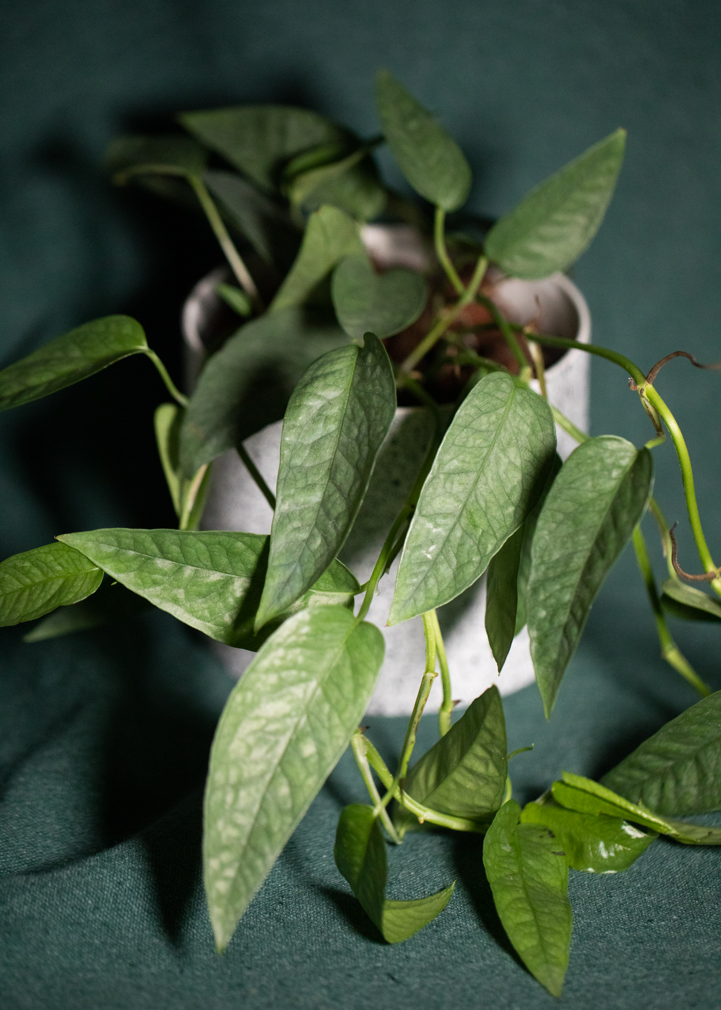 Epipremnum Pinnatum Cebu Blue Epipremnum Pinnatum Cebu Blue