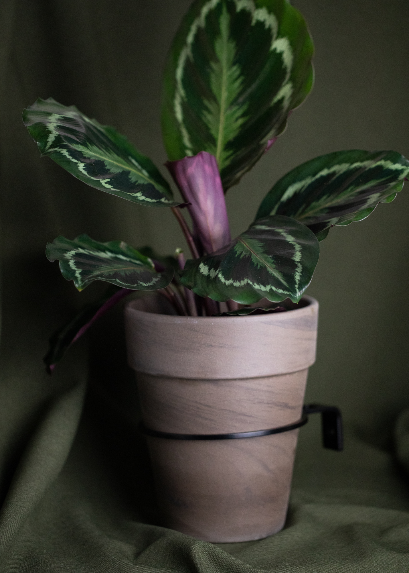 Planty Ring Planty Ring
