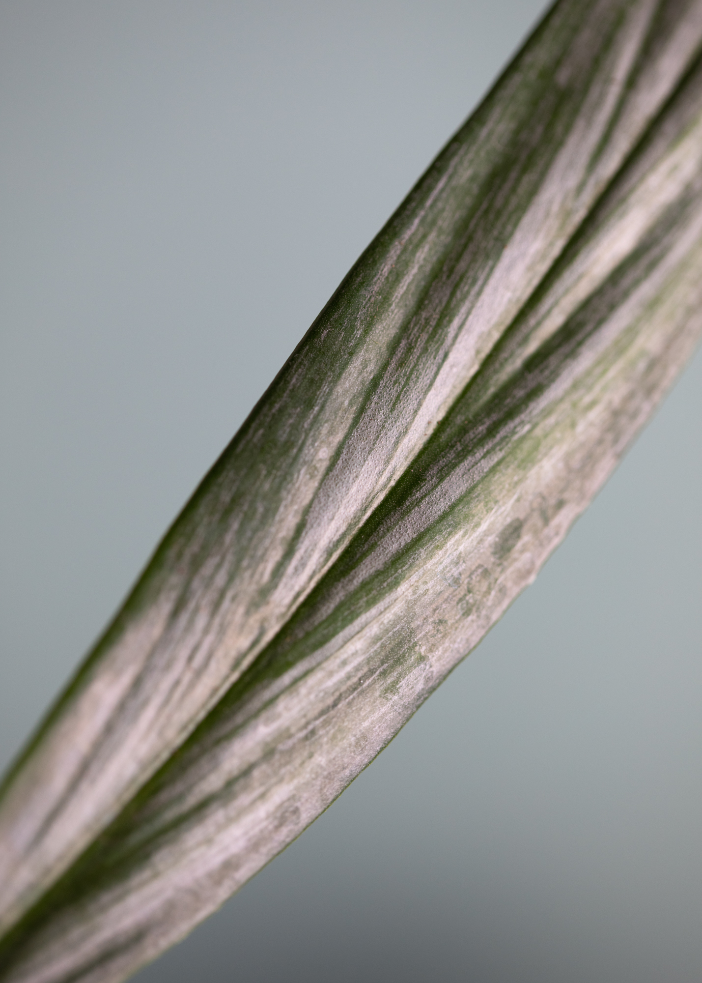 Epipremnum Amplissimum Epipremnum Amplissimum