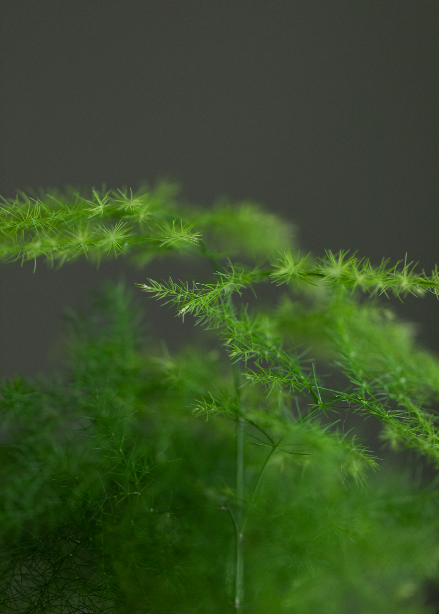 Asparagus Setaceus XS