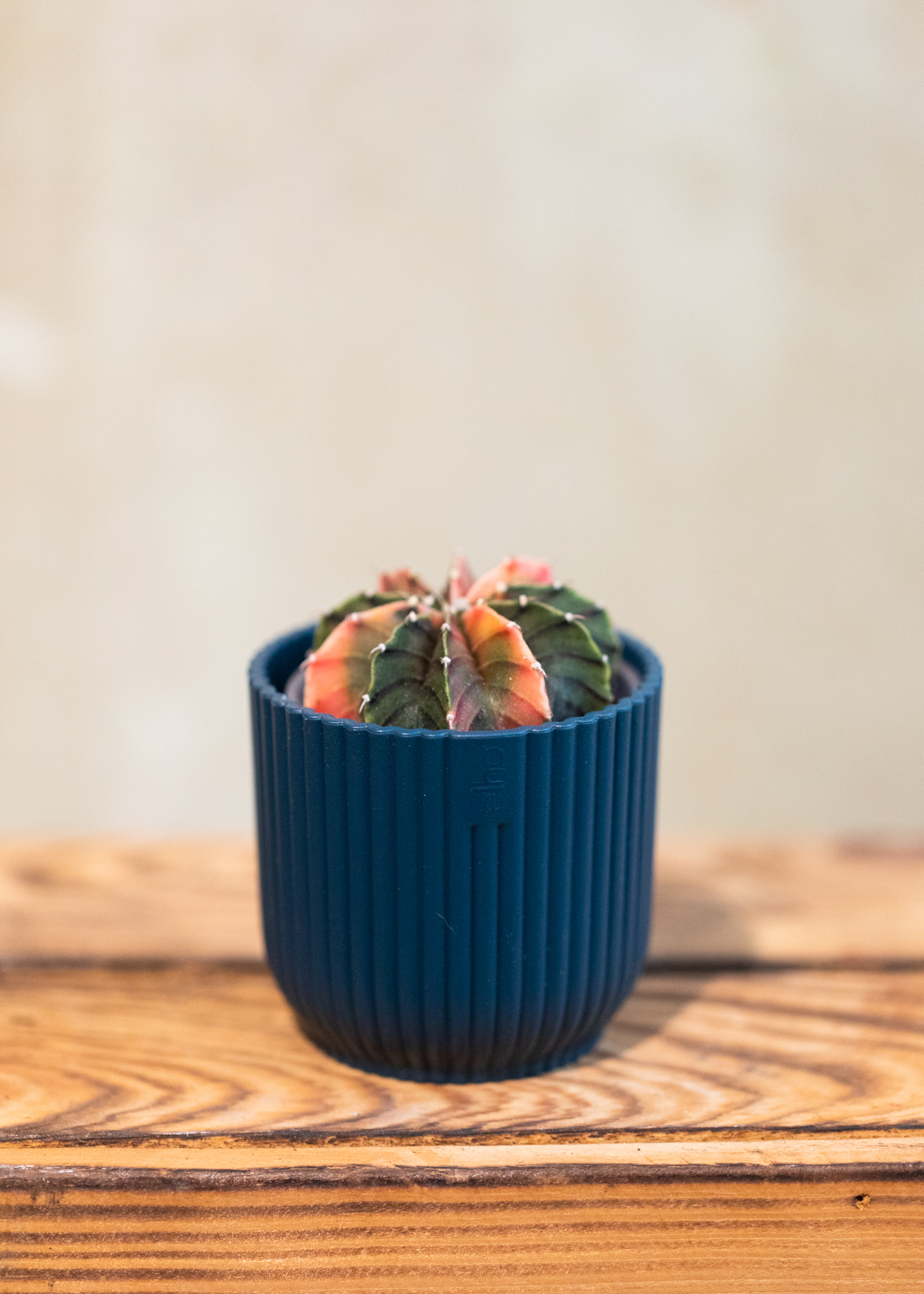 Gymnocalycium Mihanovichii Variegata 6