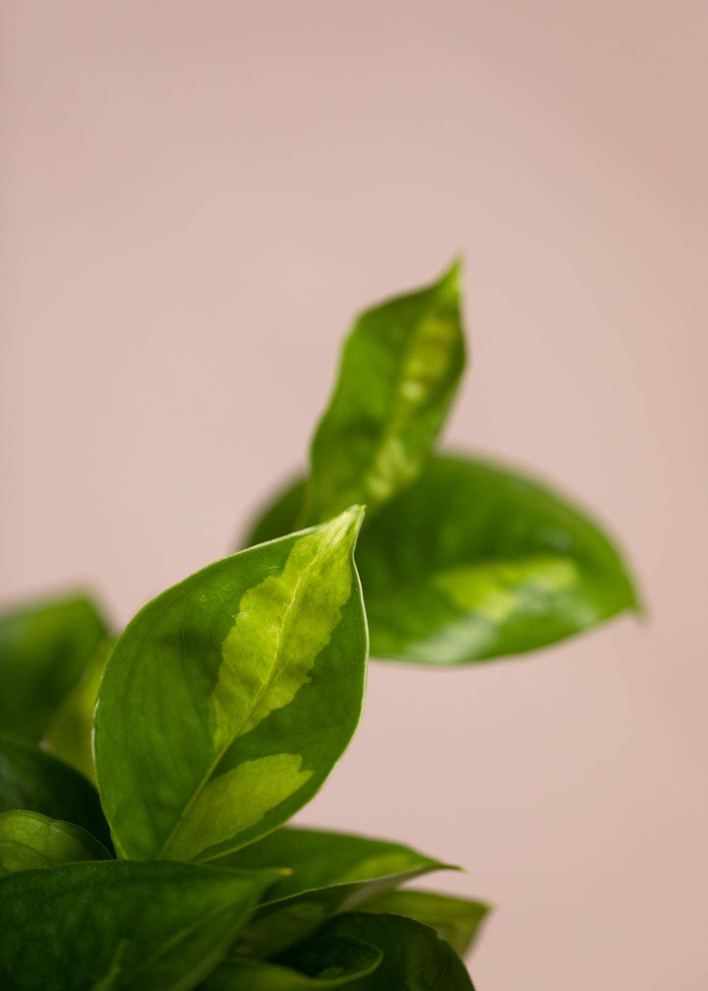 Epipremnum Aureum Global Green