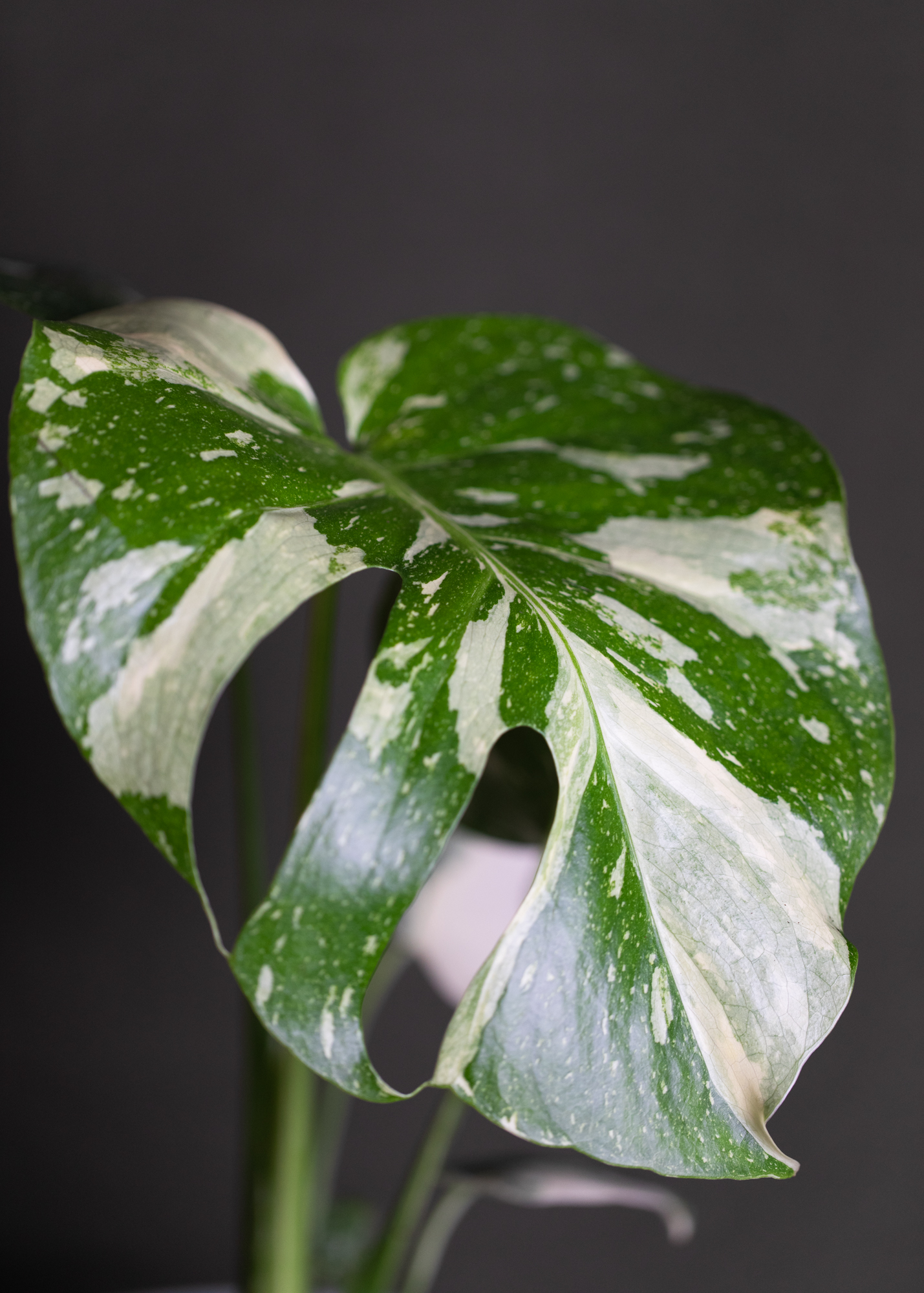 Monstera Deliciosa Thai Constellation 5