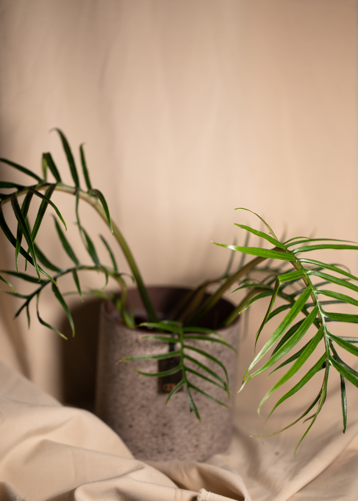 Philodendron Tortum Philodendron Tortum