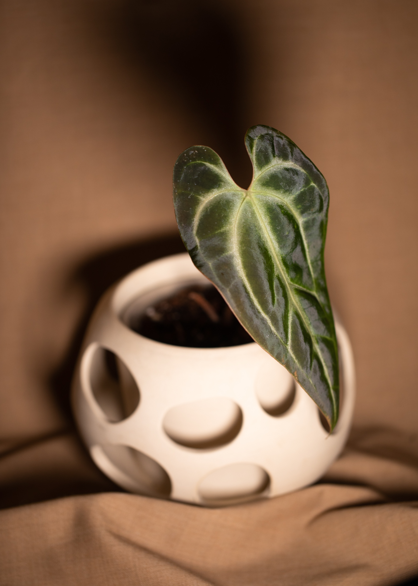 Anthurium Besseae aff Anthurium Besseae aff