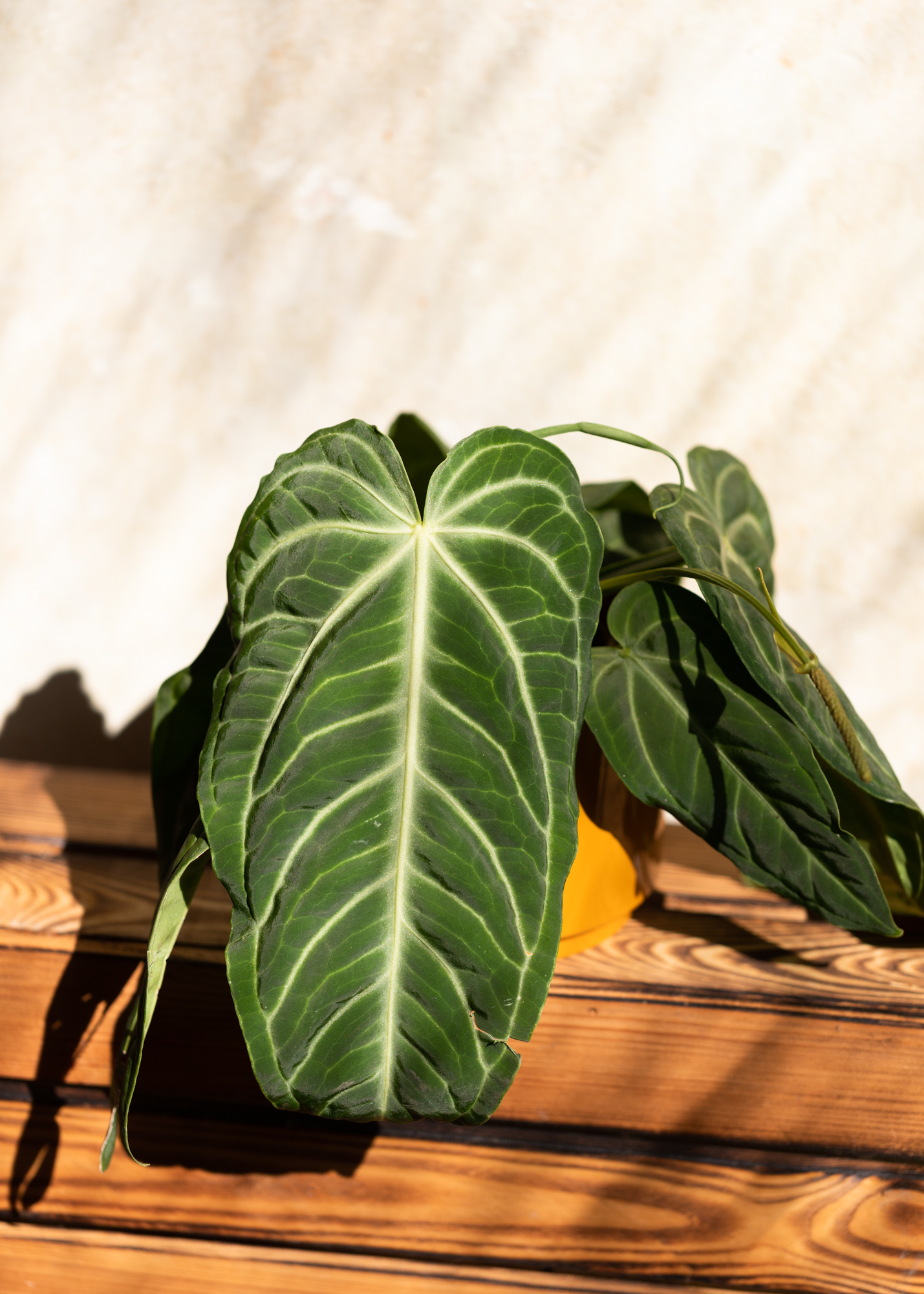 Anthurium Villenaorum 