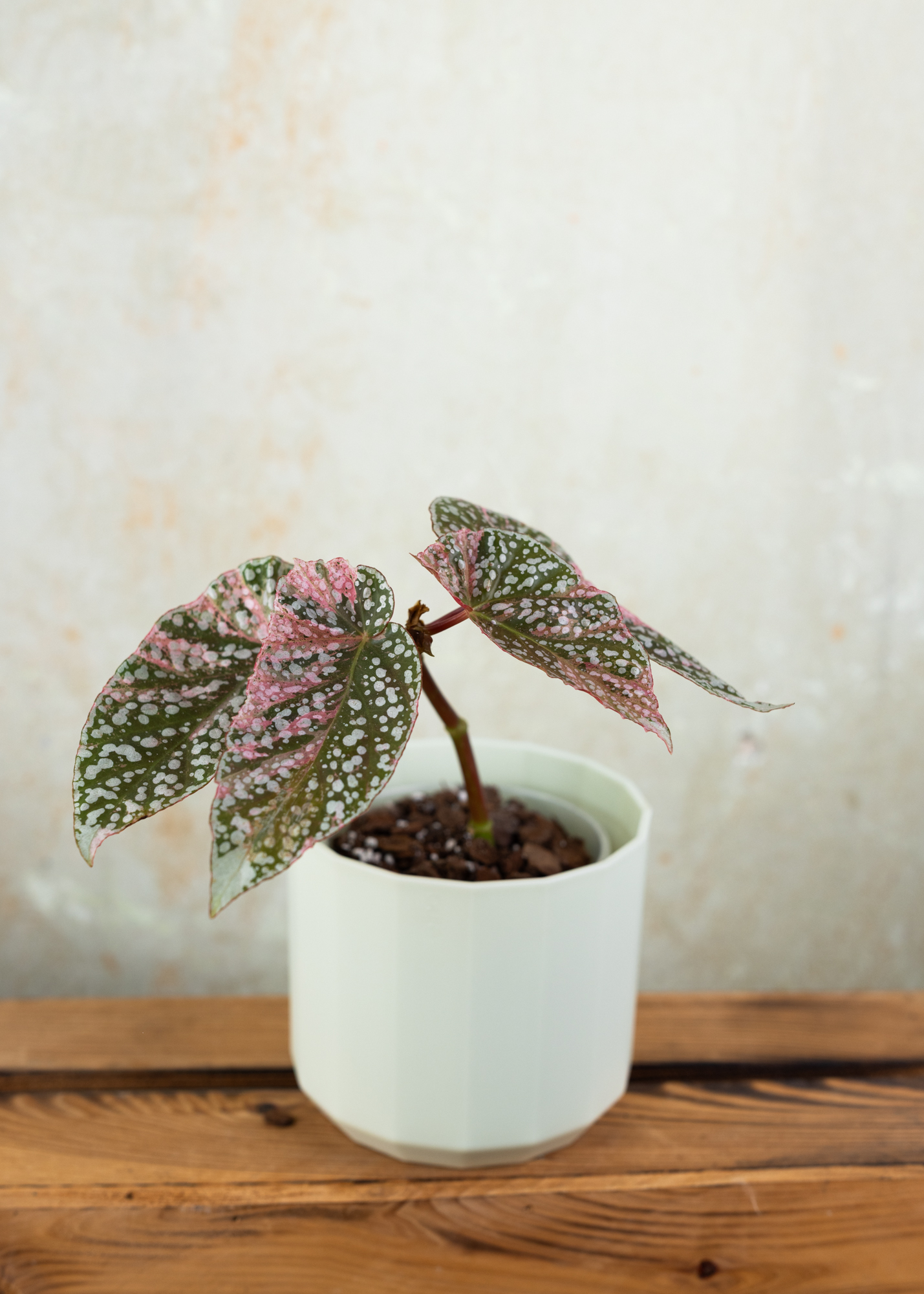 Begonia snow capped variegata 2