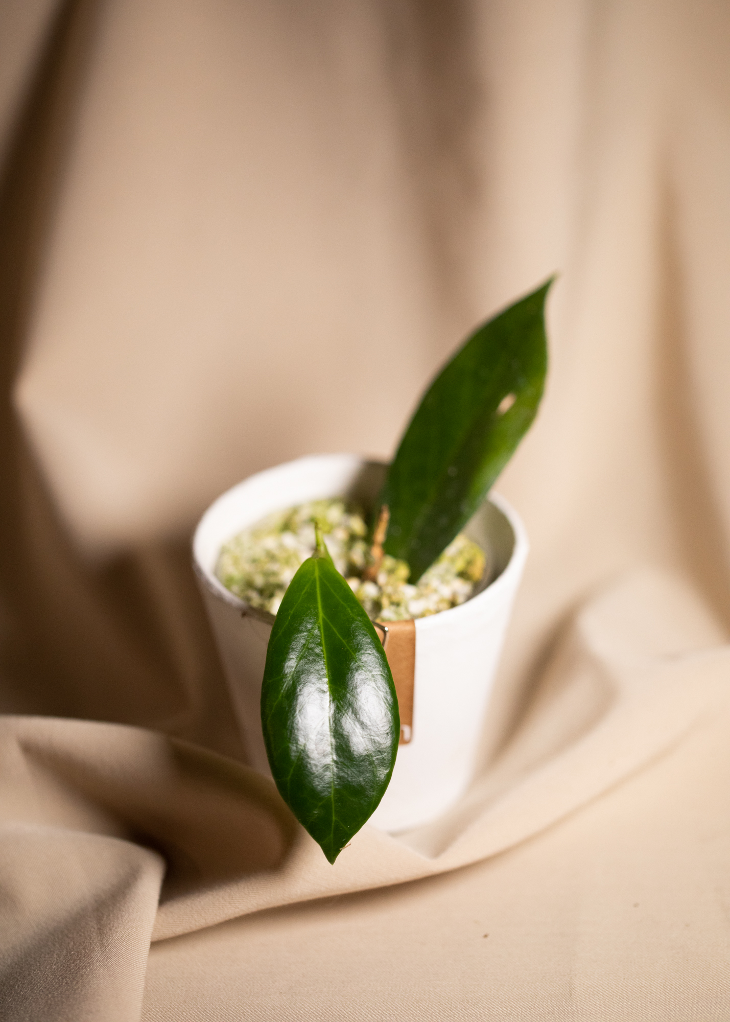 Hoya Obscura Hoya Obscura