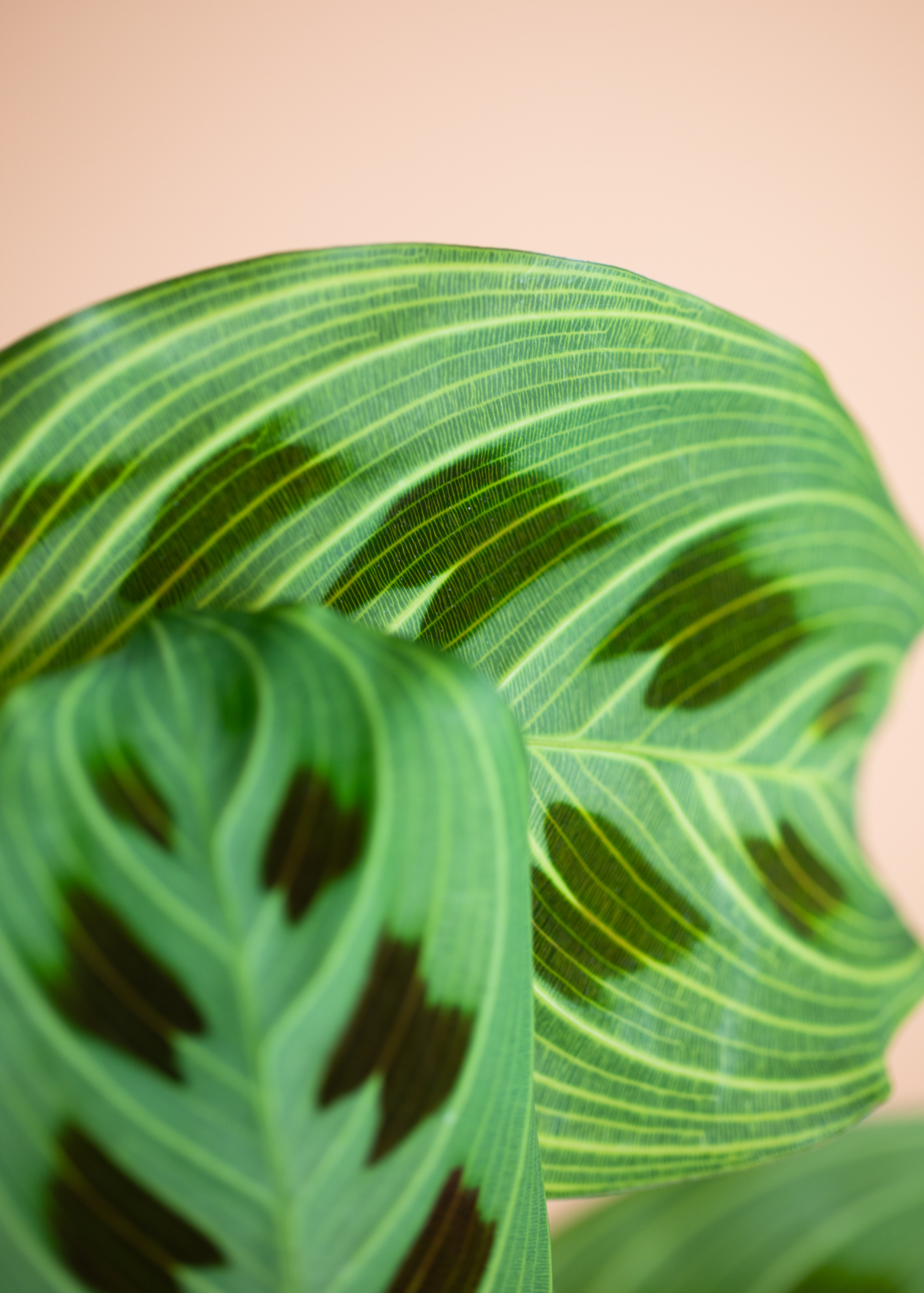 Maranta Light Veins