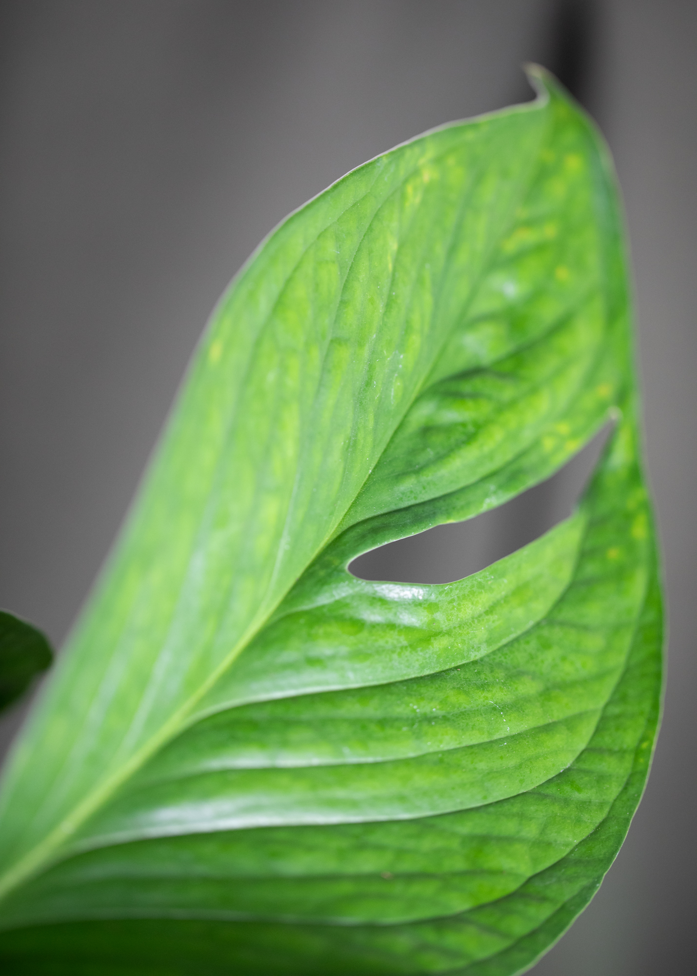 Monstera pinnatipartita