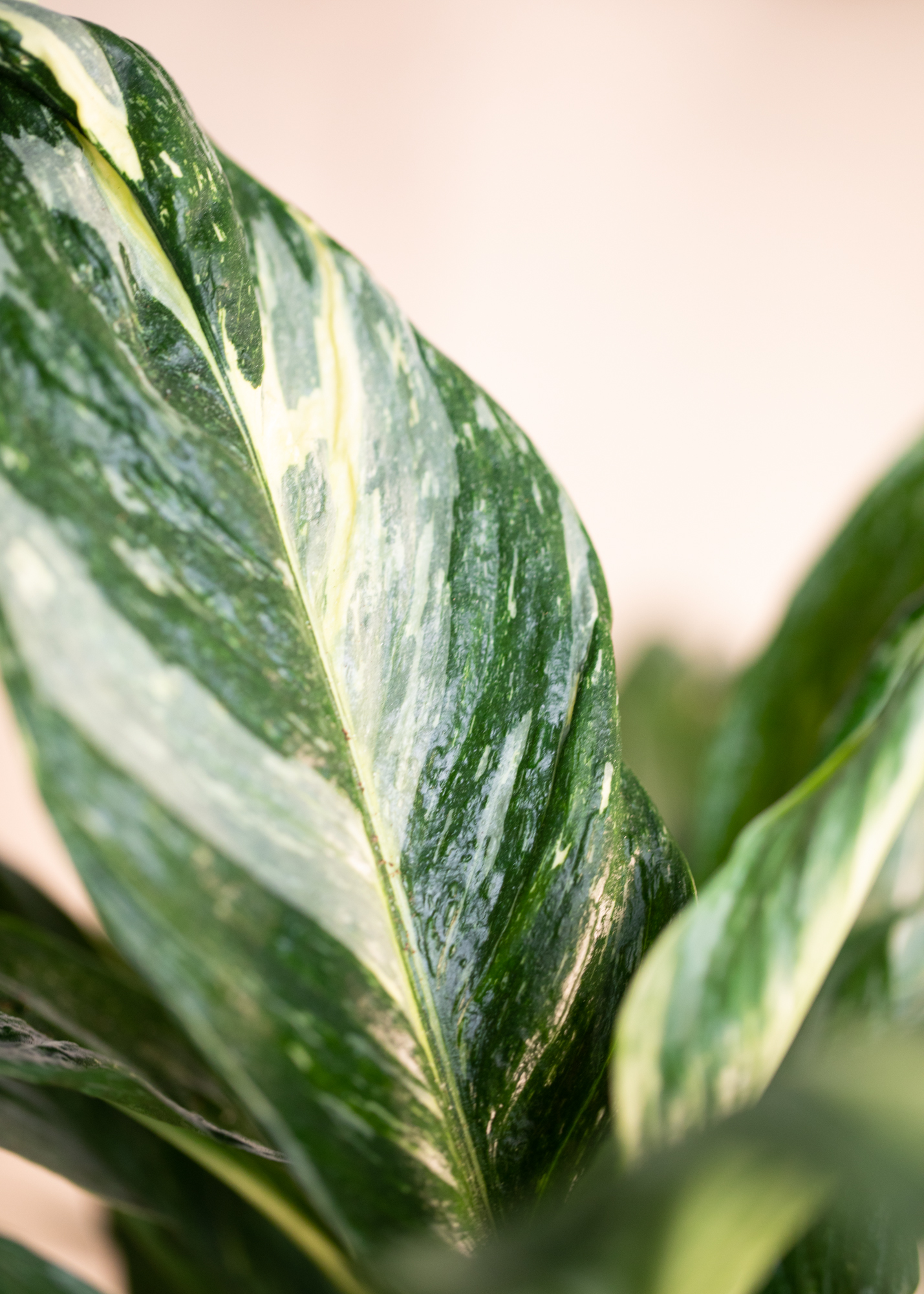Spathiphyllum Variegata Spathiphyllum Variegata