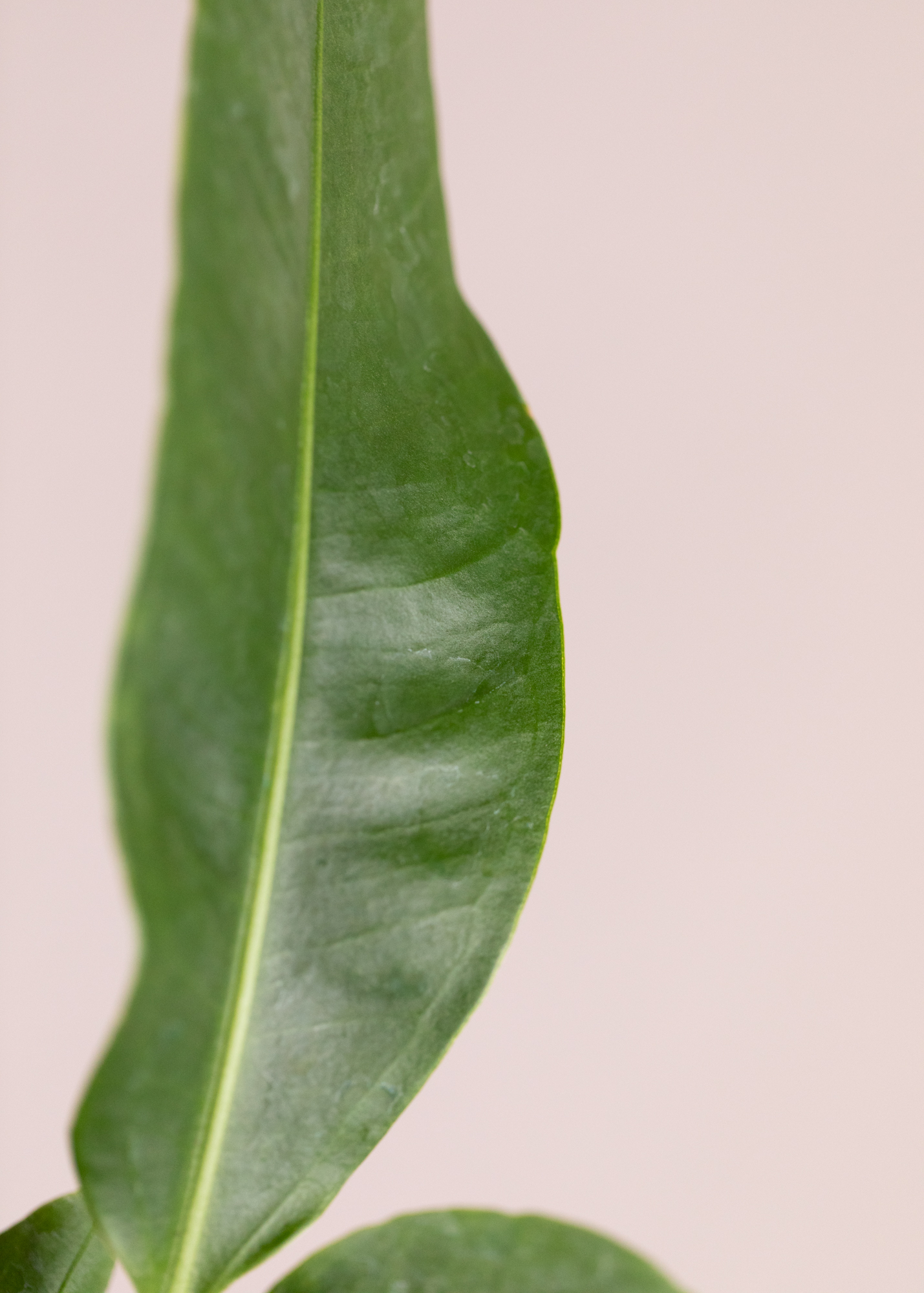 Anthurium sp.