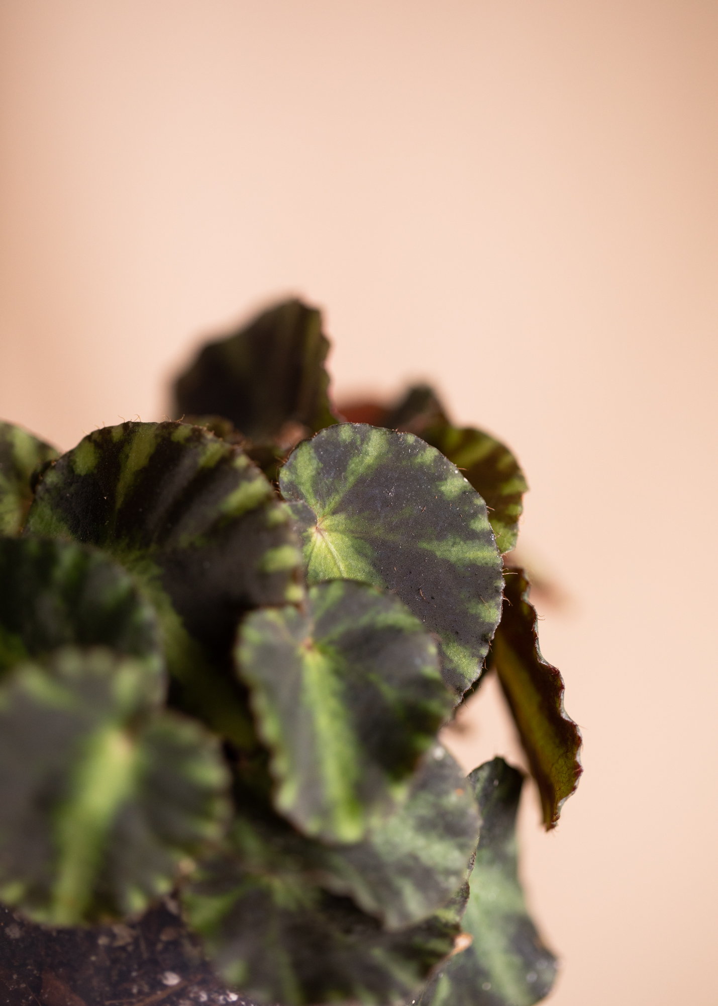 Begonia Cleopatrae