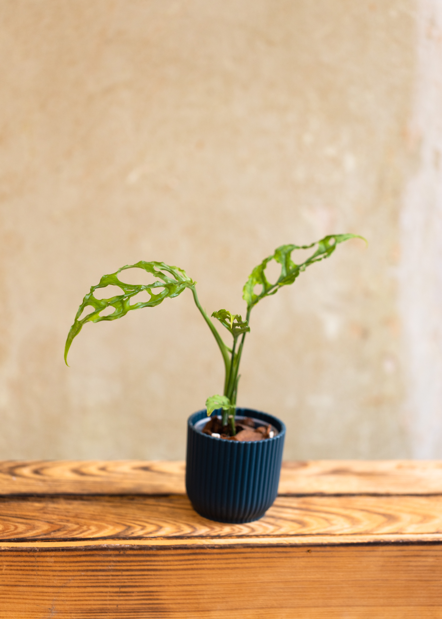 Monstera Obliqua Peru XS