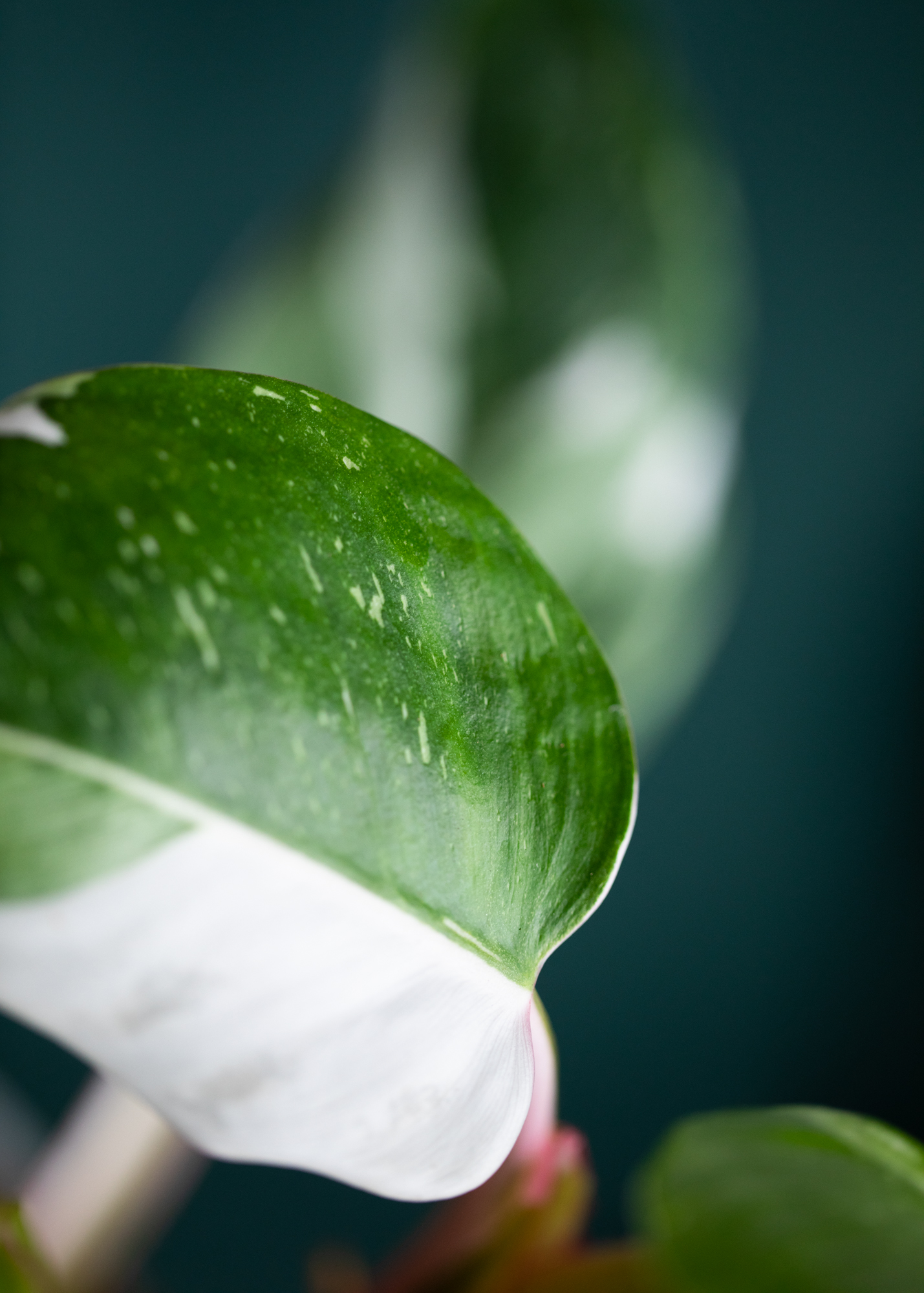 Philodendron White Princess