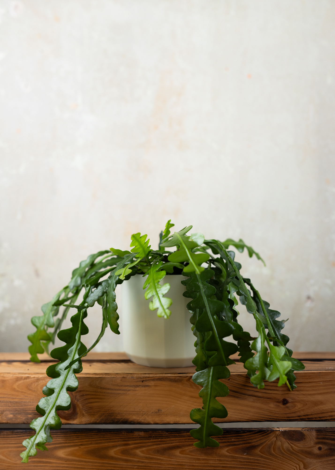 Epiphyllum anguliger