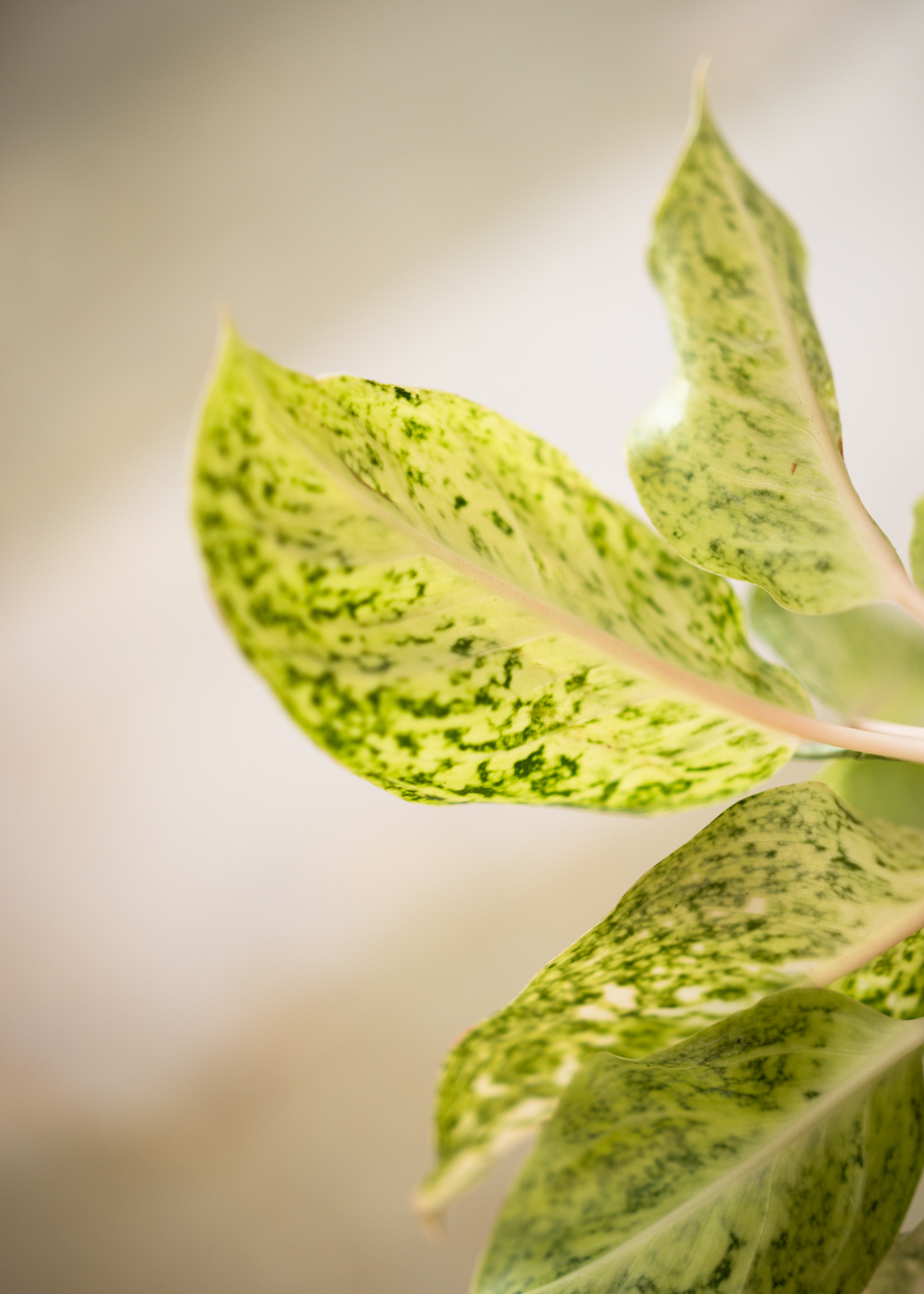 Aglaonema white laksap