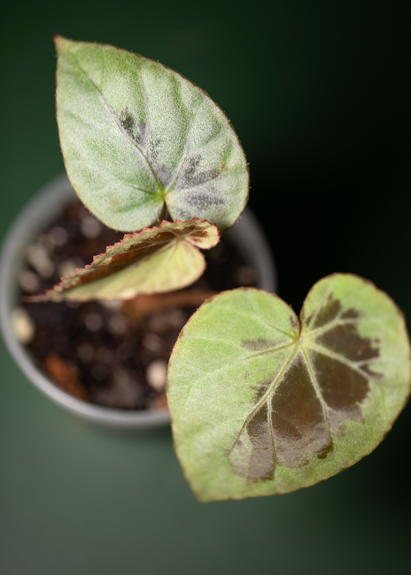 Begonia Burkillii Silver Edge Begonia Burkillii Silver Edge