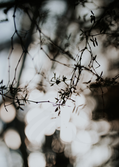 Corokia 2