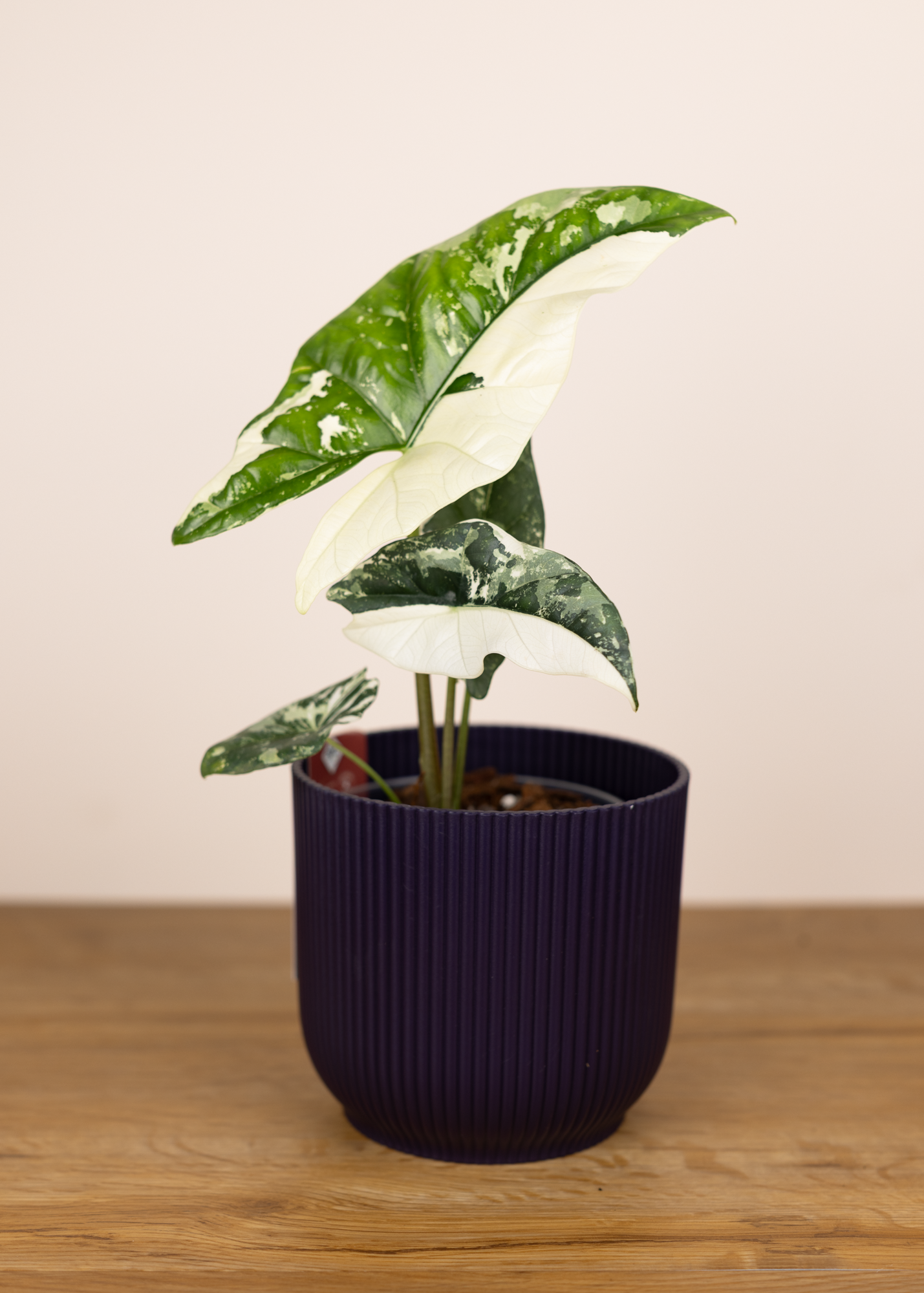 Alocasia simpo albo variegata