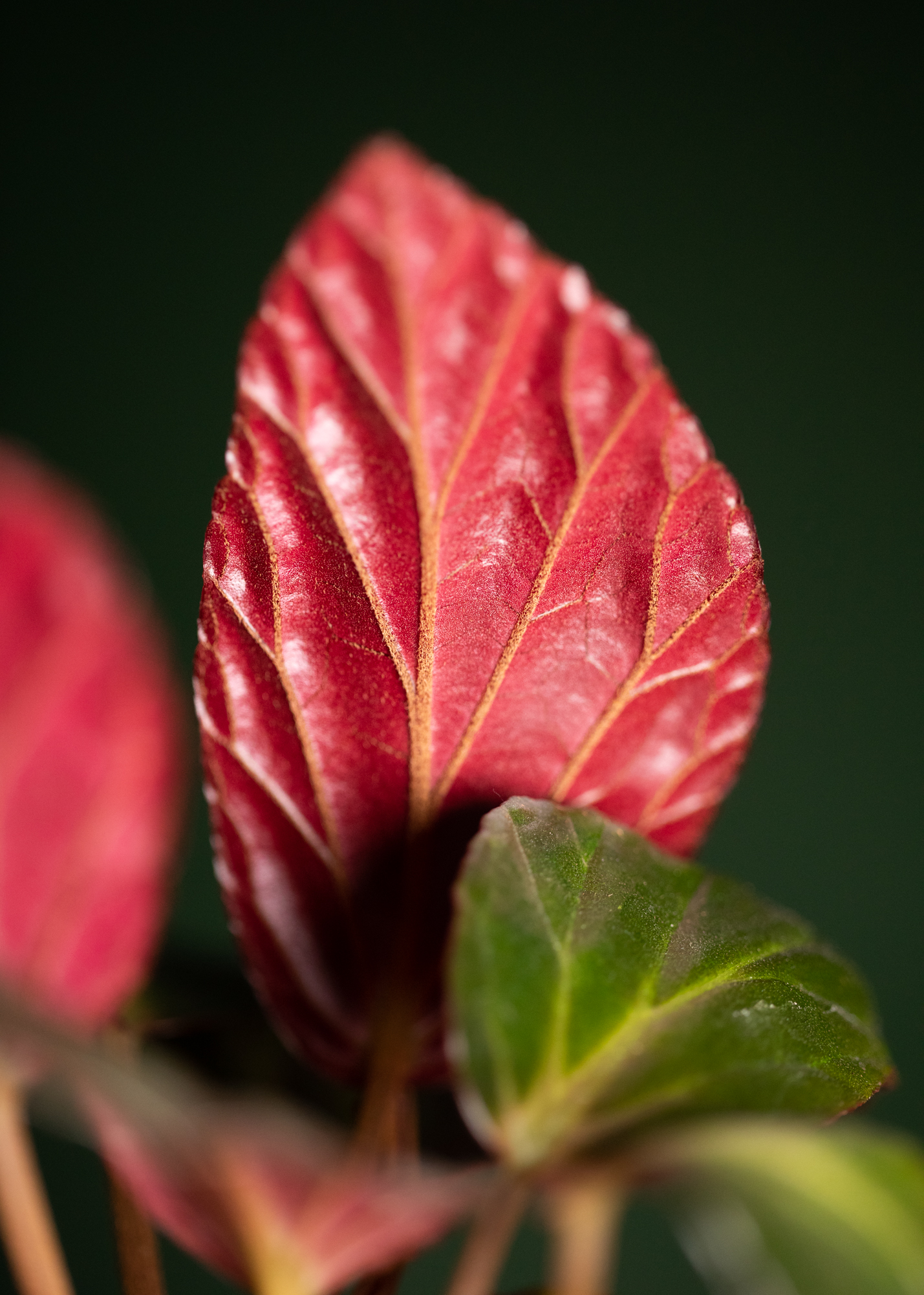 Begonia Hatacoa var rubrifolia 'U639' Begonia Hatacoa var rubrifolia 'U639'