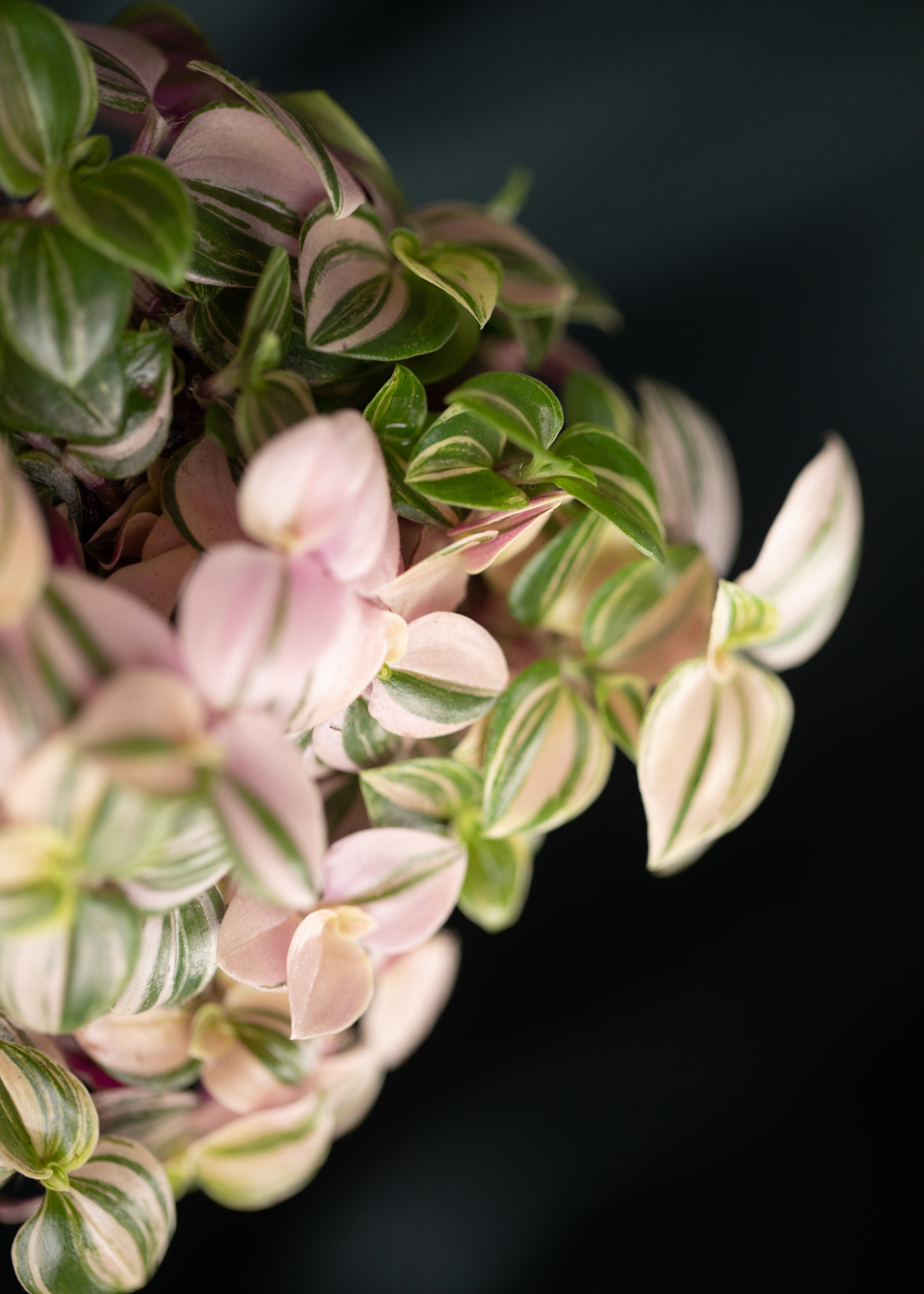 Callisia Repens Bianca Callisia Repens Bianca