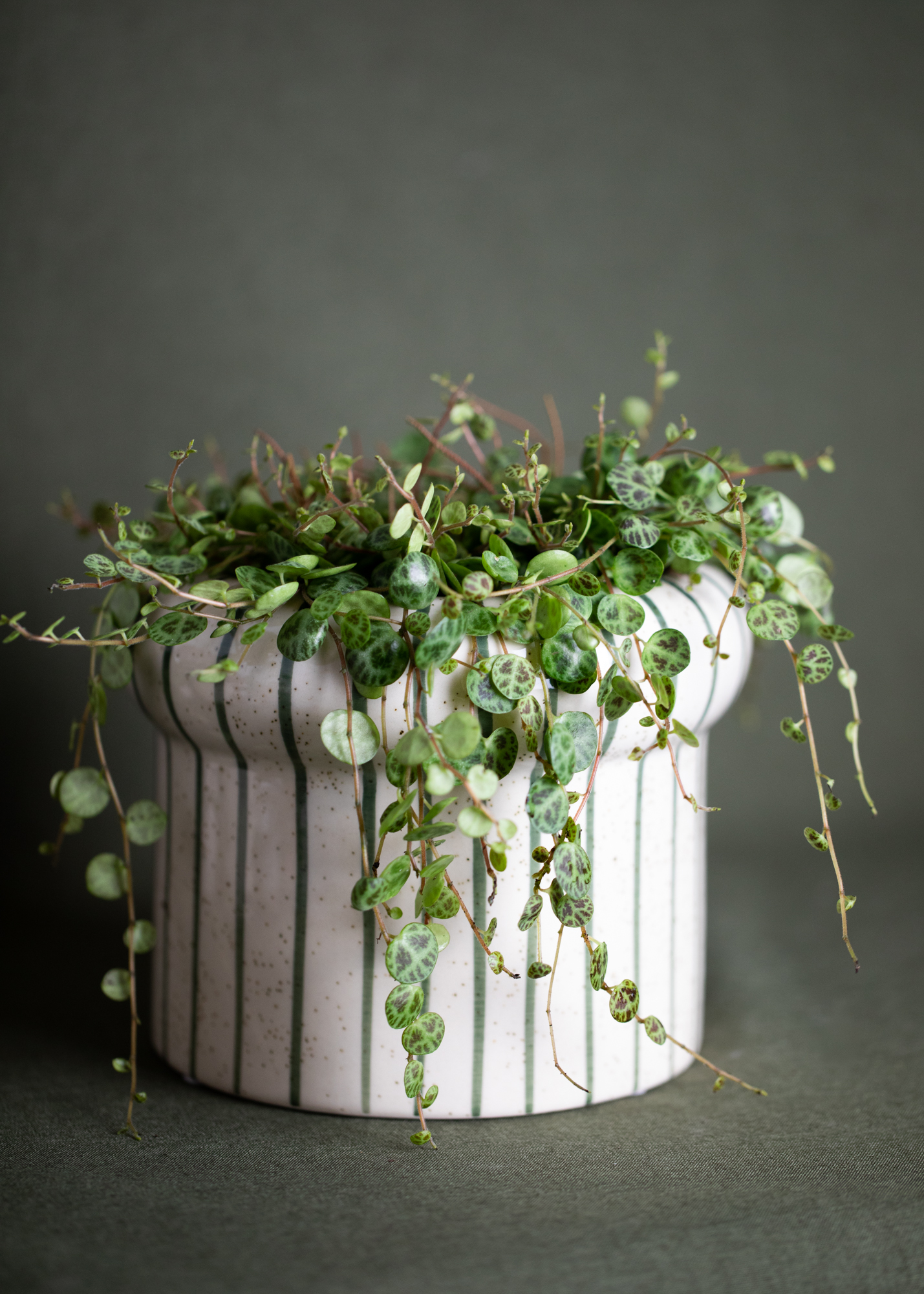 Peperomia Prostrata