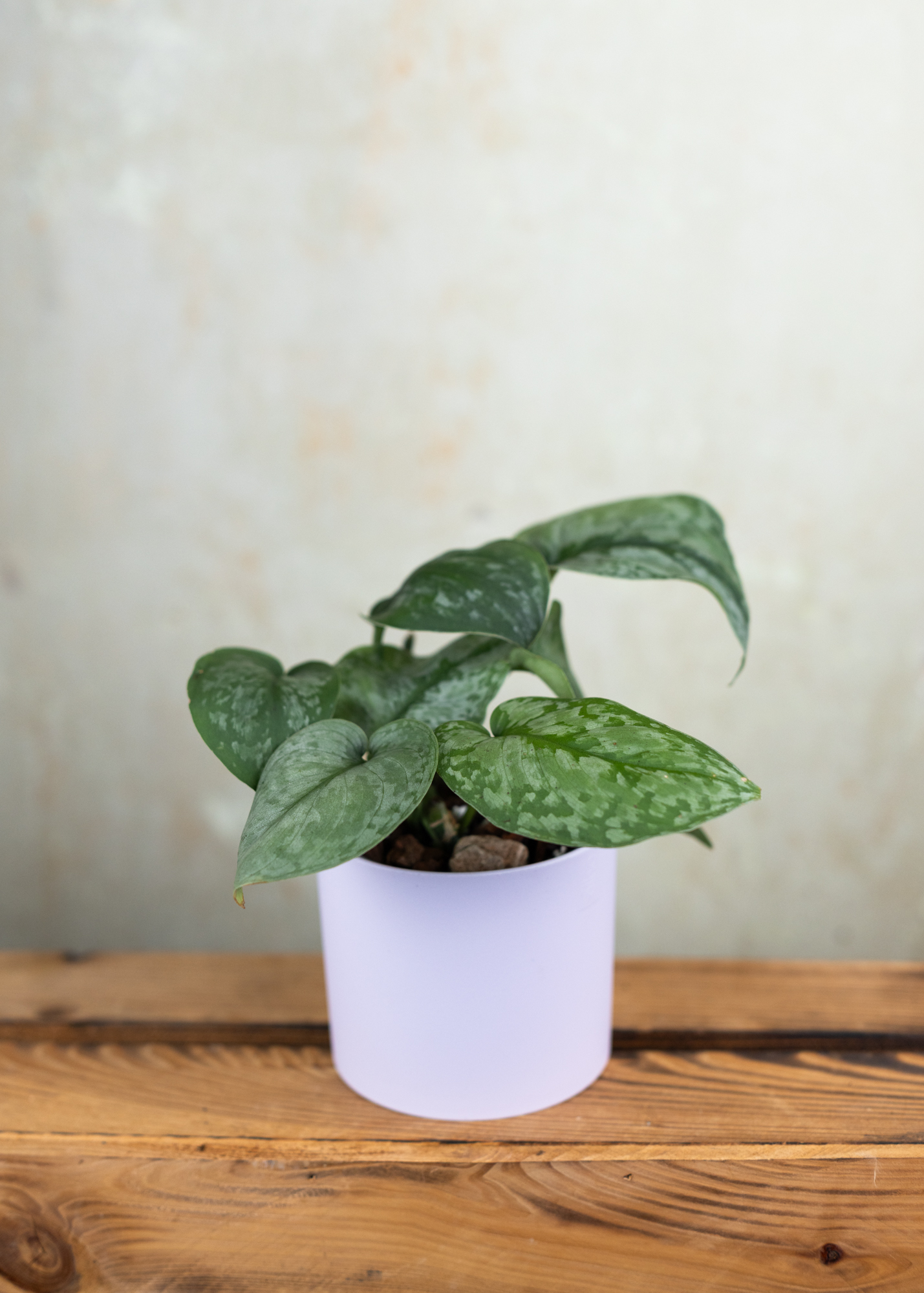 Scindapsus sp. kalimantan green form