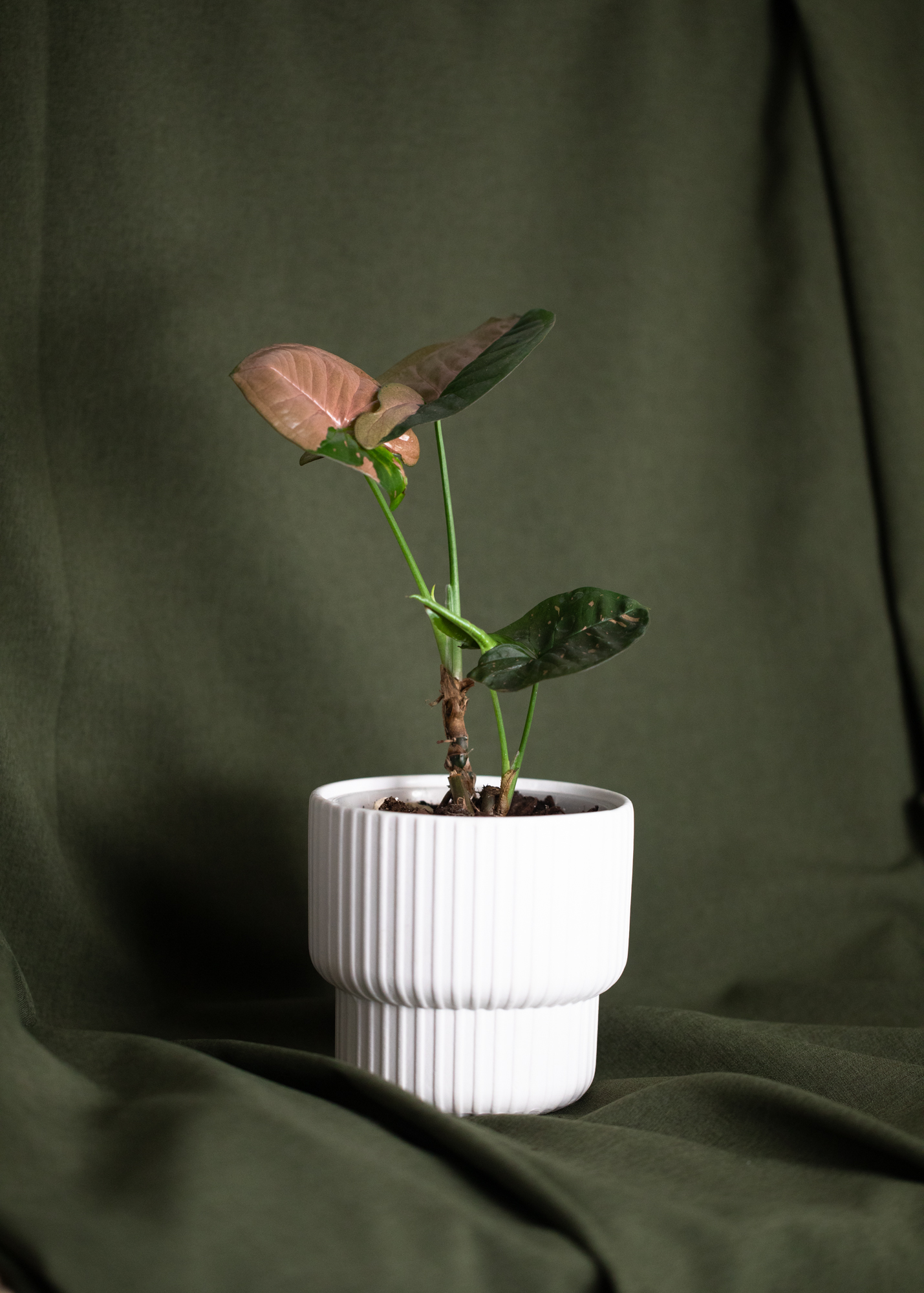 Syngonium Pink Splash Allusion Syngonium Pink Splash Allusion