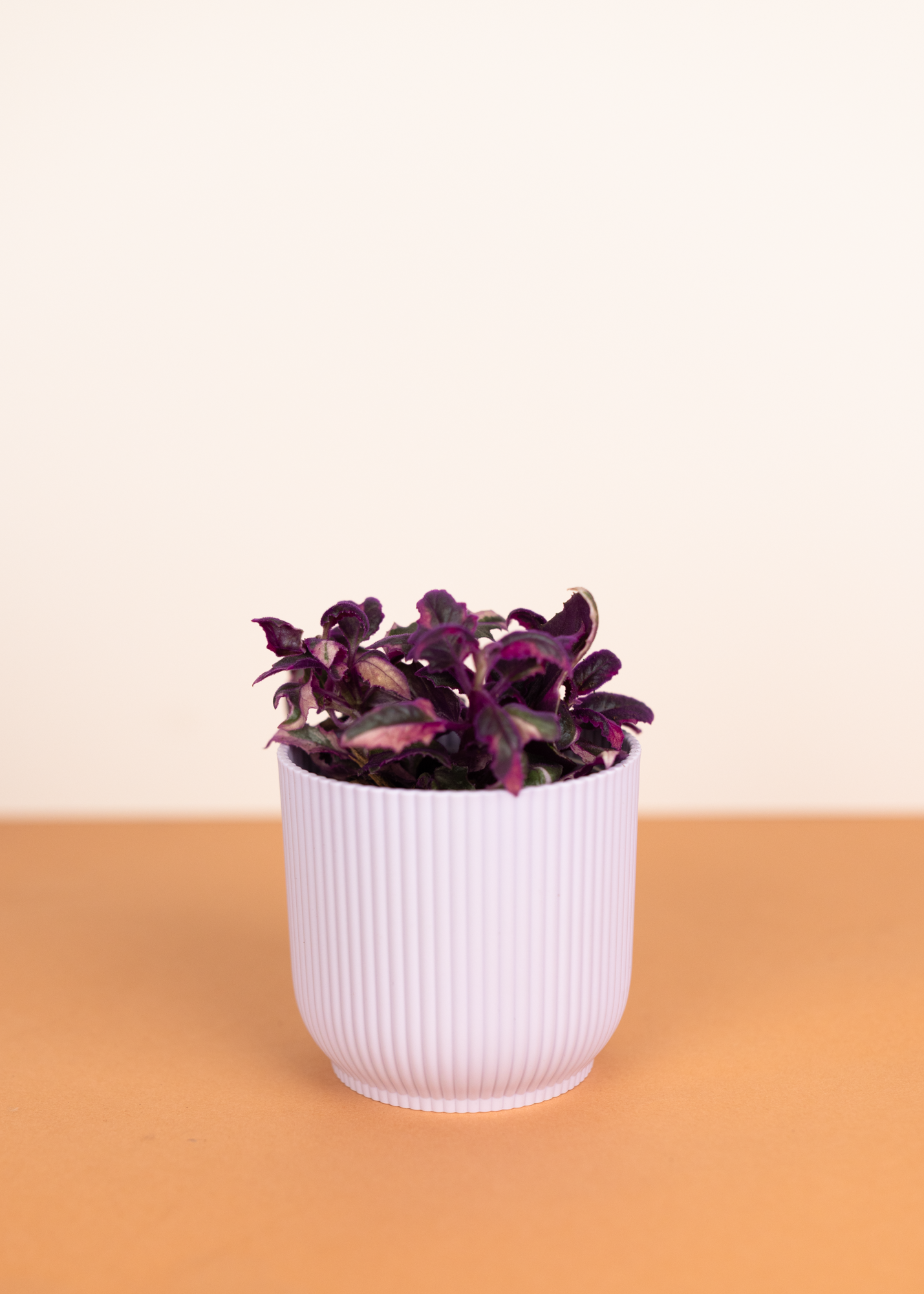 Gynura aurantica variegata 