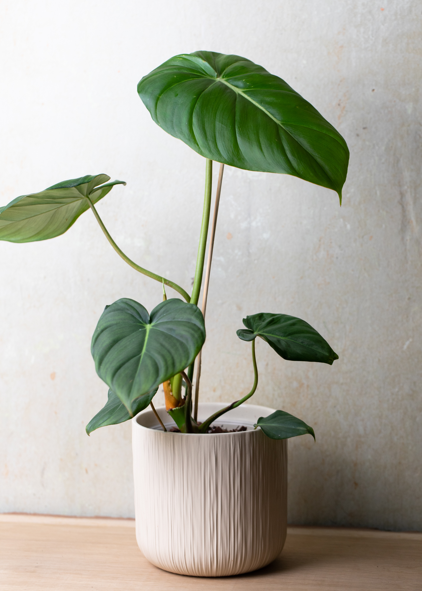 Philodendron Dean McDowell