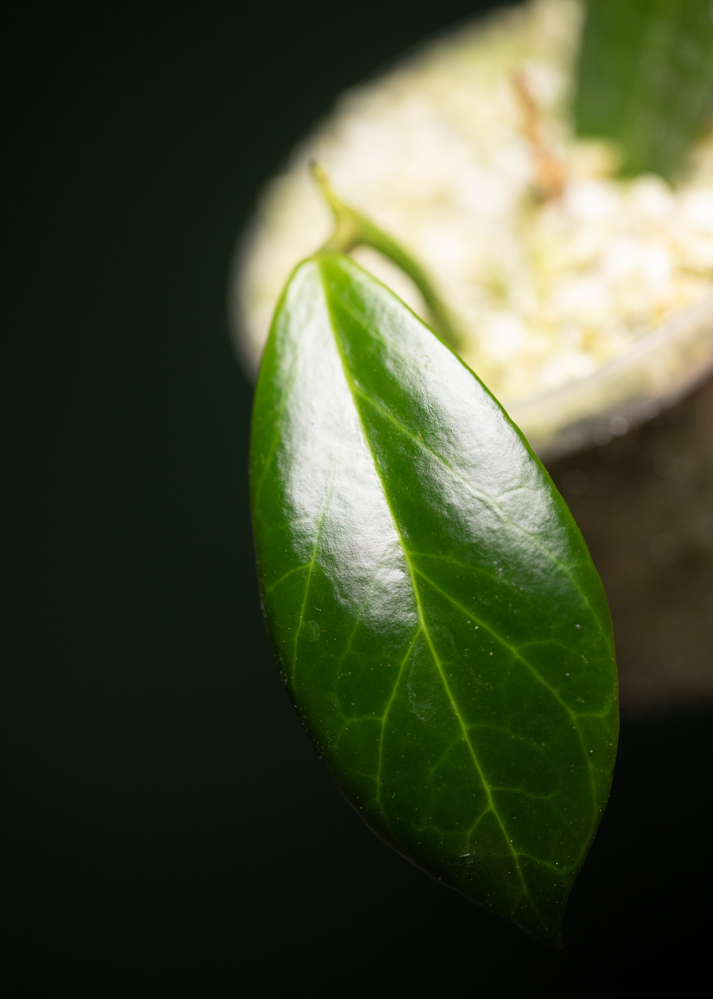 Hoya Obscura Hoya Obscura