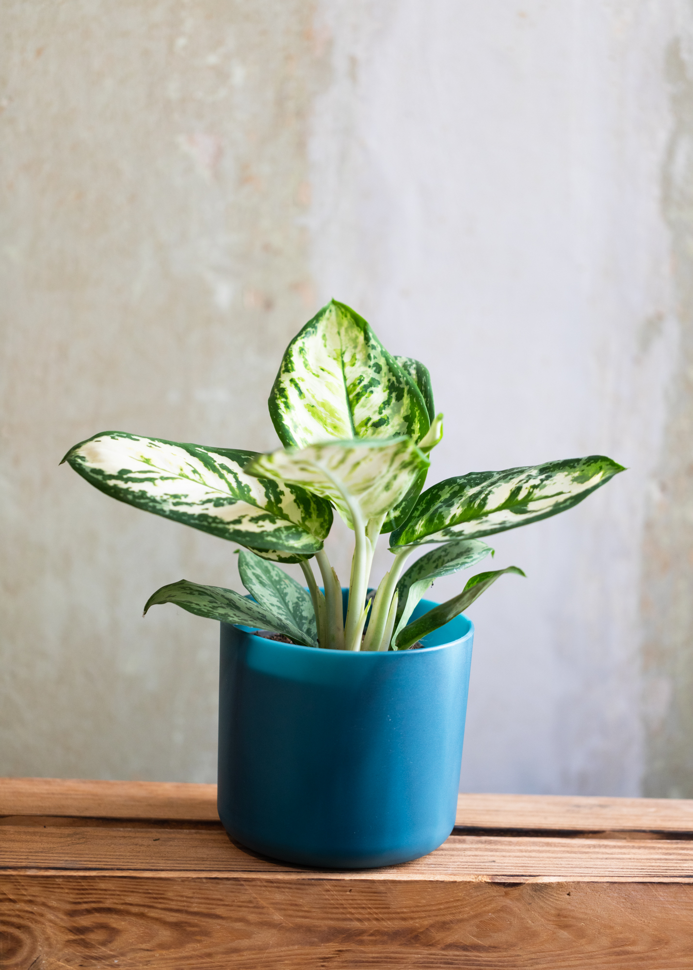 Aglaonema platinum