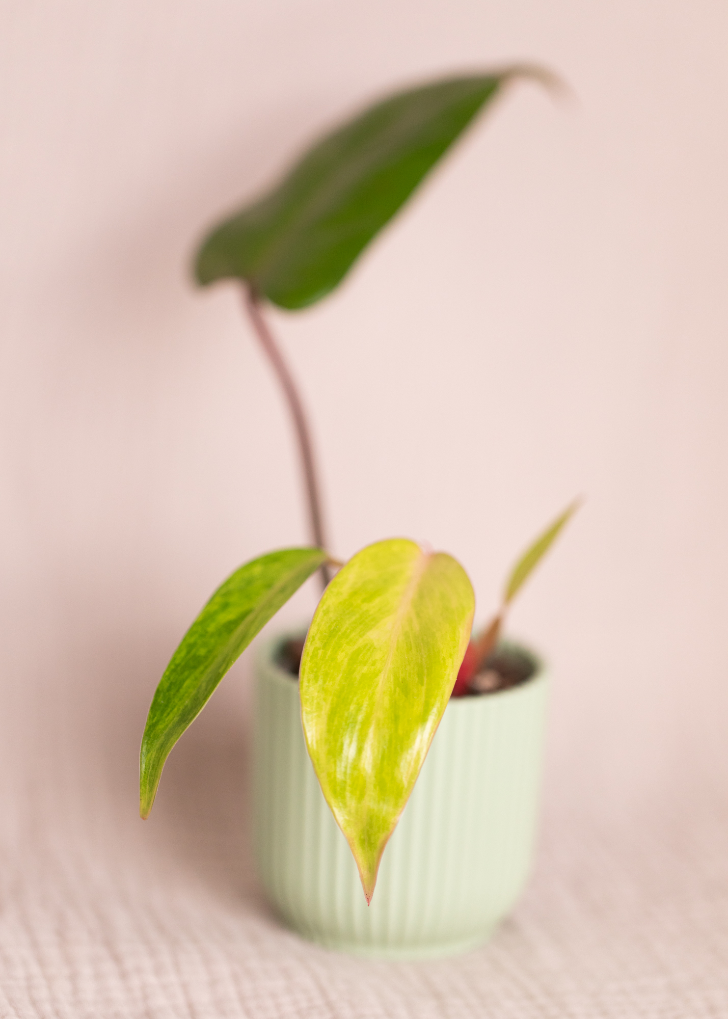 Philodendron Painted Lady 