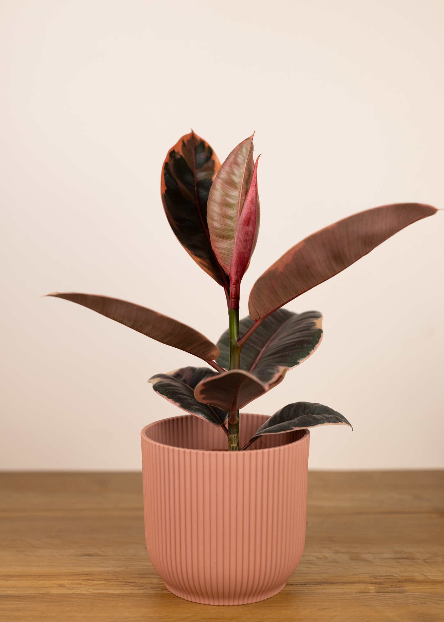 Ficus Elastica Belize