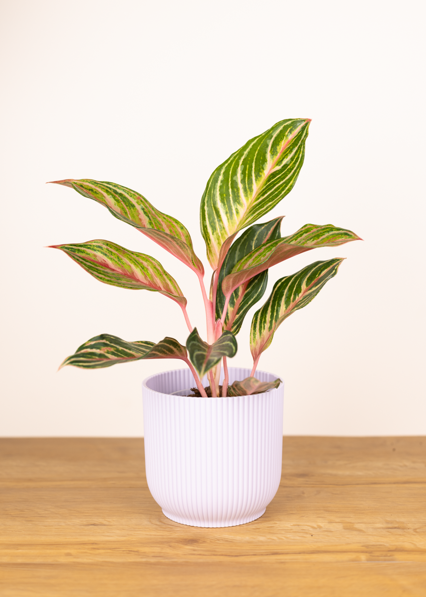 Aglaonema Dreamcatcher