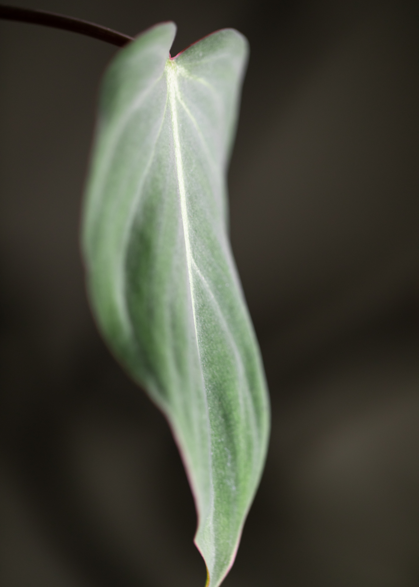 Philodendron Gloriosum 