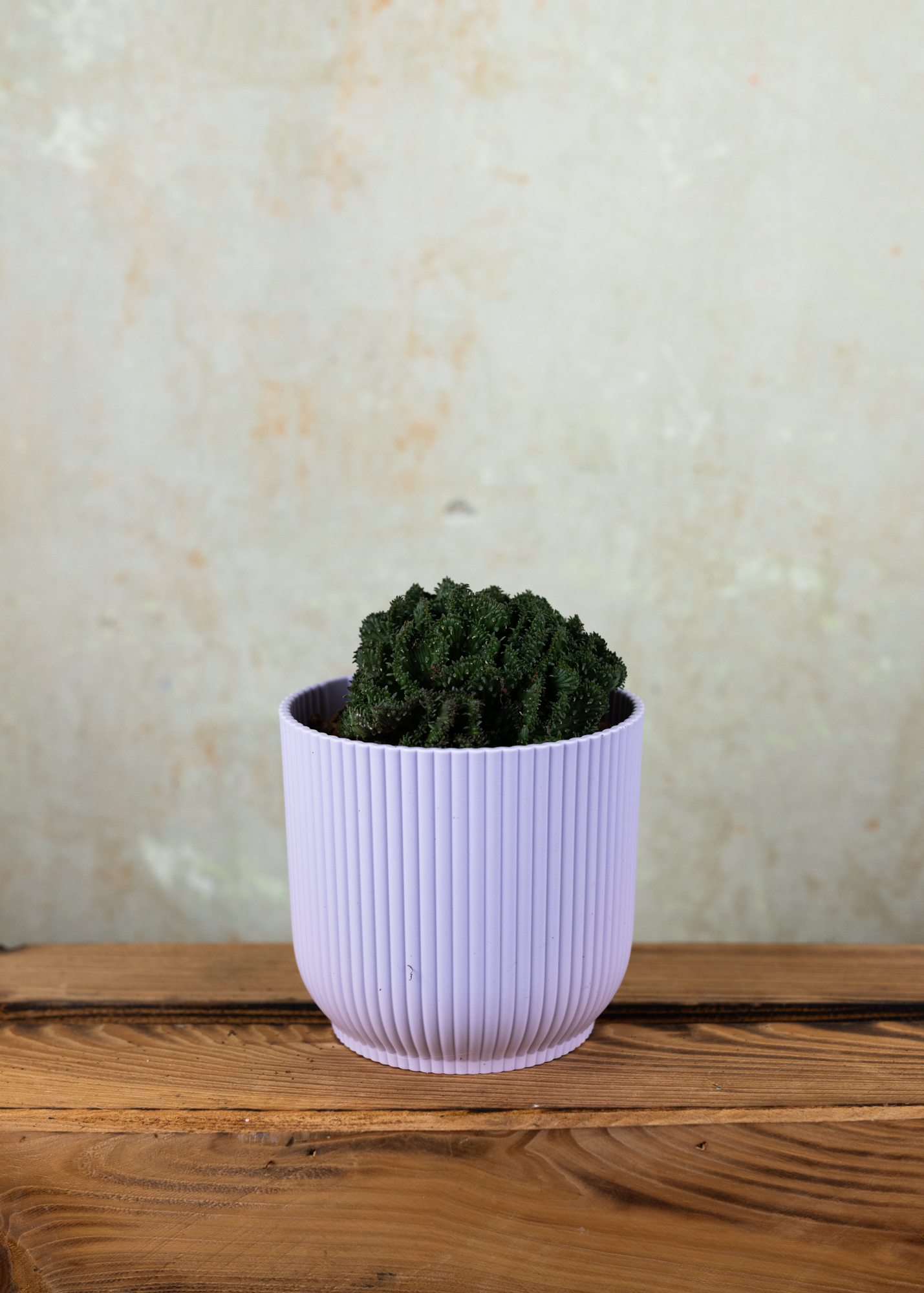 Euphorbia flangani f. cristata