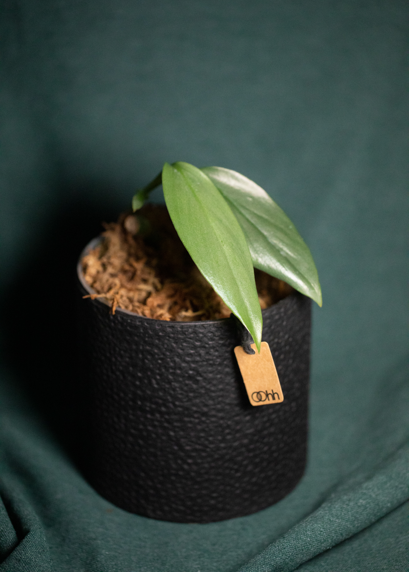 Epipremnum Giganteum Silver Epipremnum Giganteum Silver