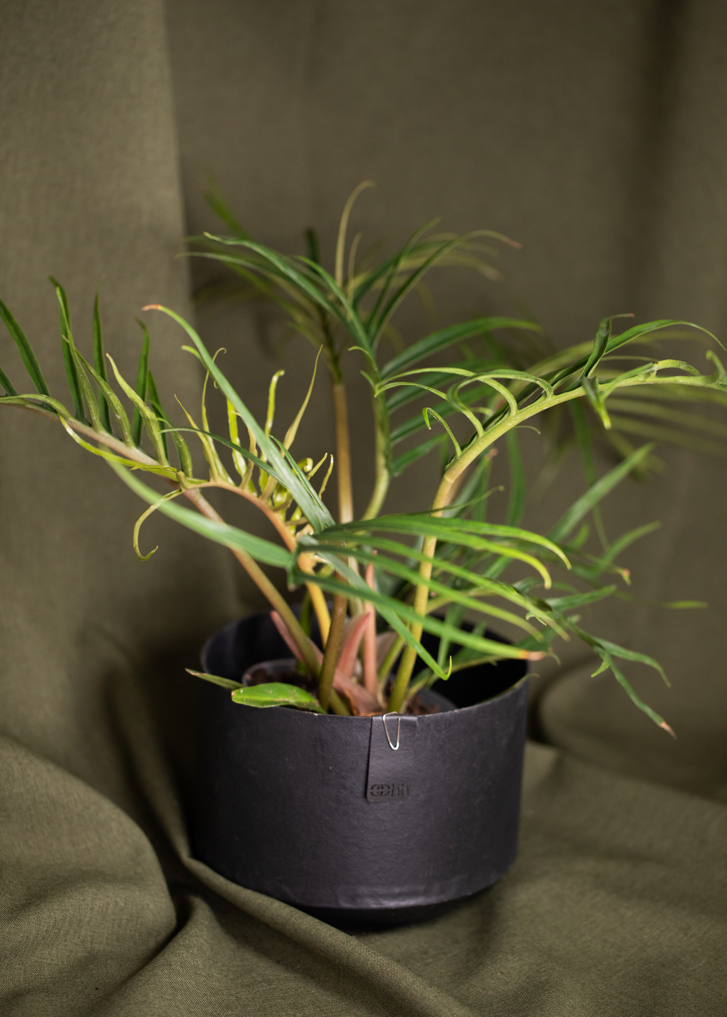 Philodendron Tortum Philodendron Tortum