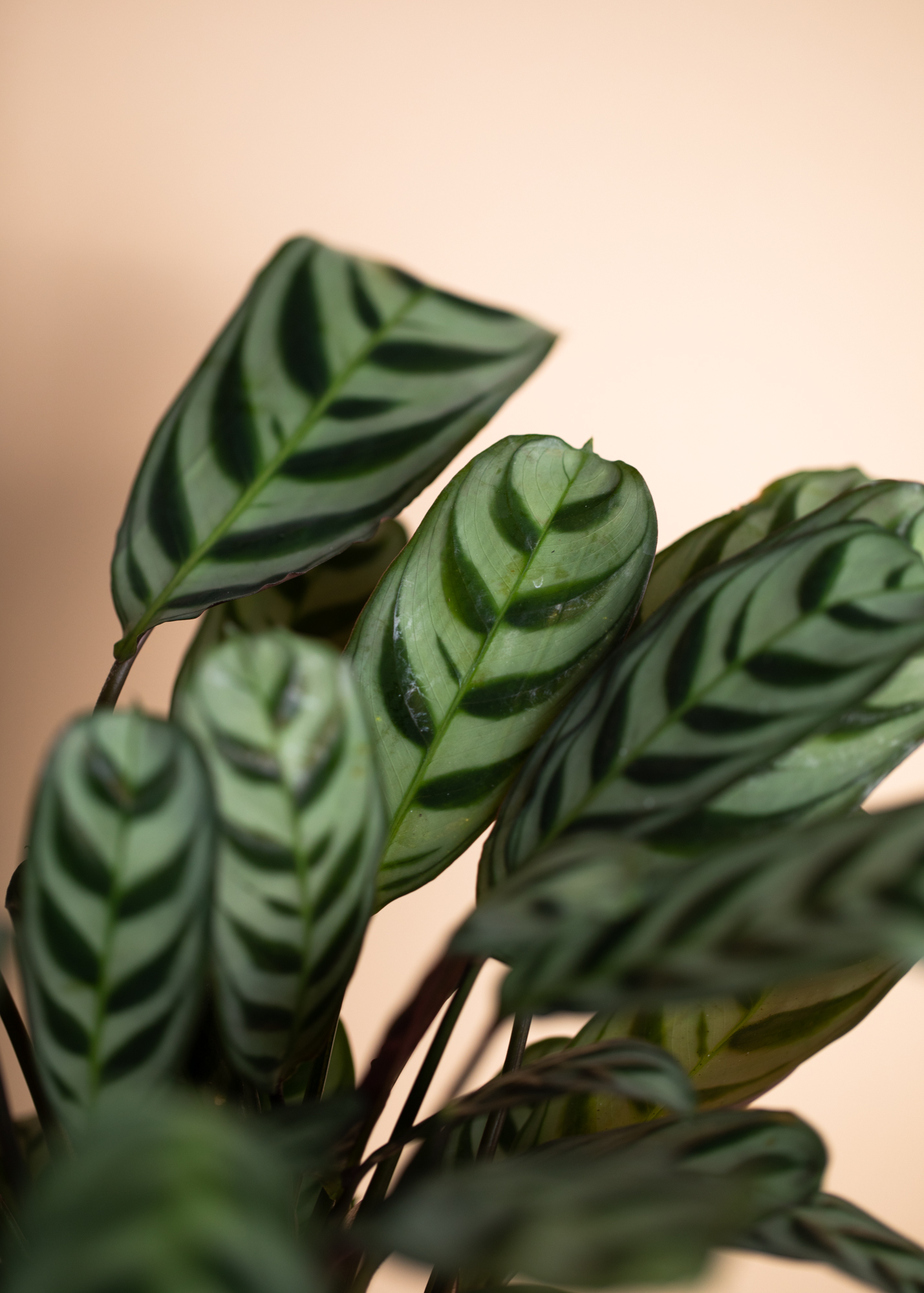 Ctenanthe Burle Marxii Amabilis